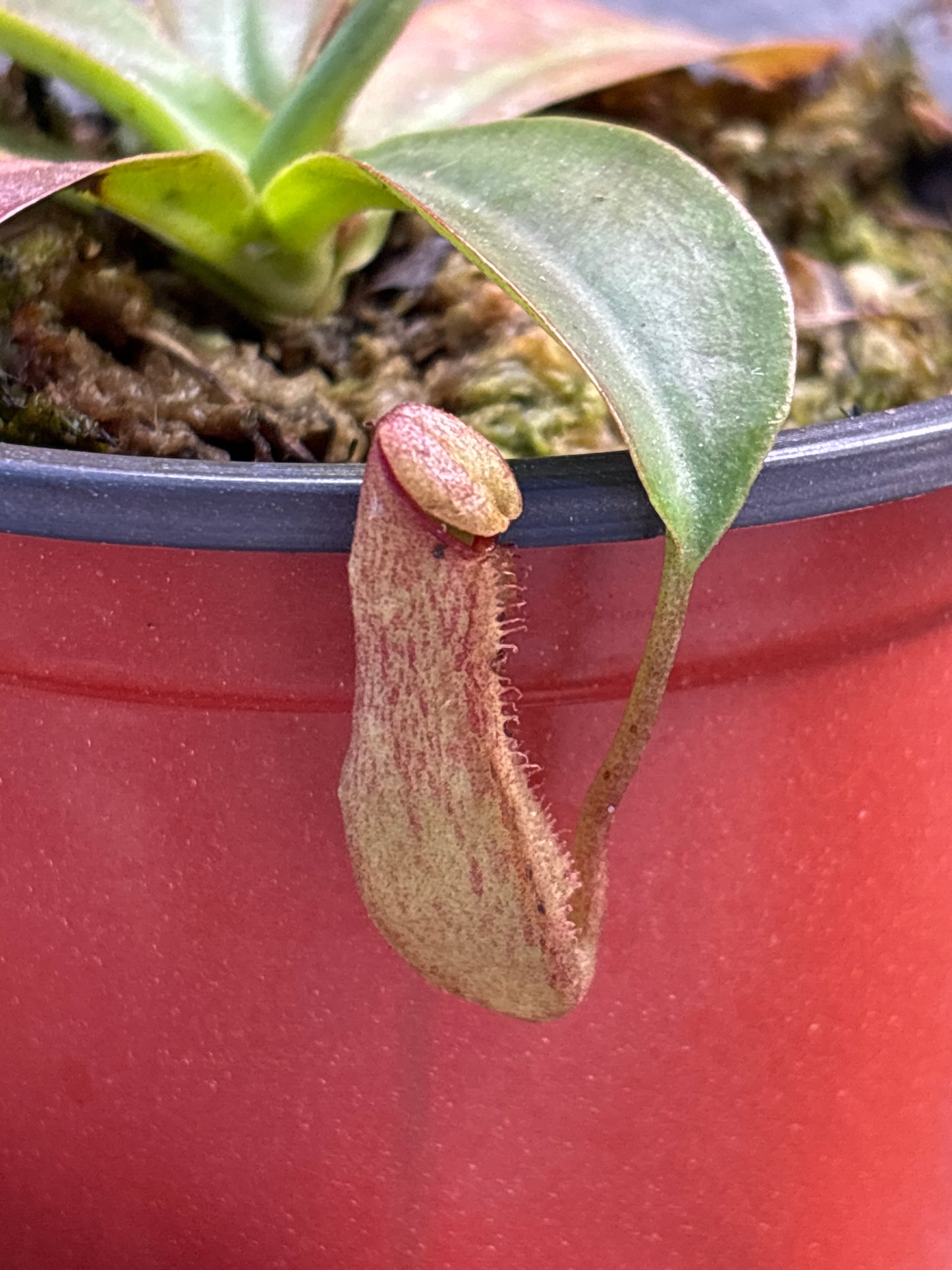 Nepenthes ‘St. Gaya’ Carnivorous Pitcher plant