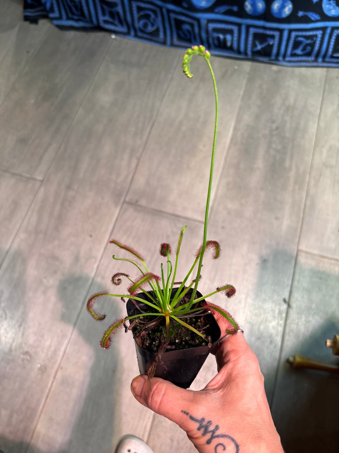 Drosera Capensis 'True Giant'