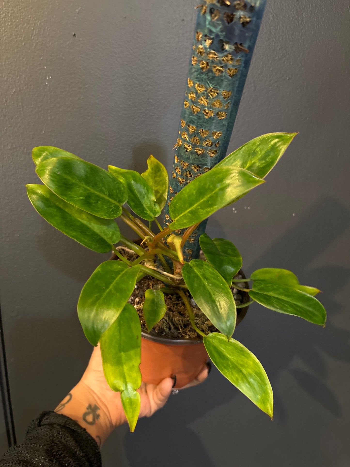 Philodendron Painted Lady ‘B’