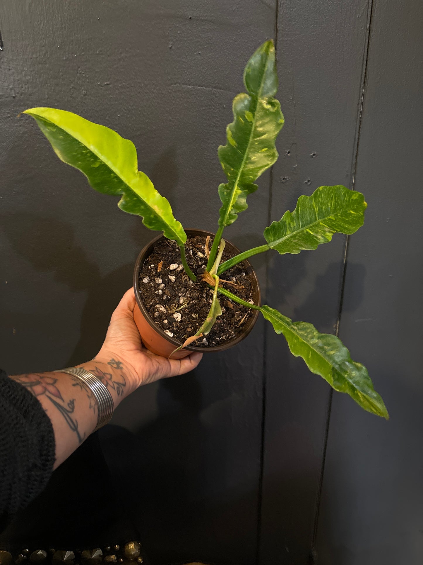 Philodendron Ring of Fire