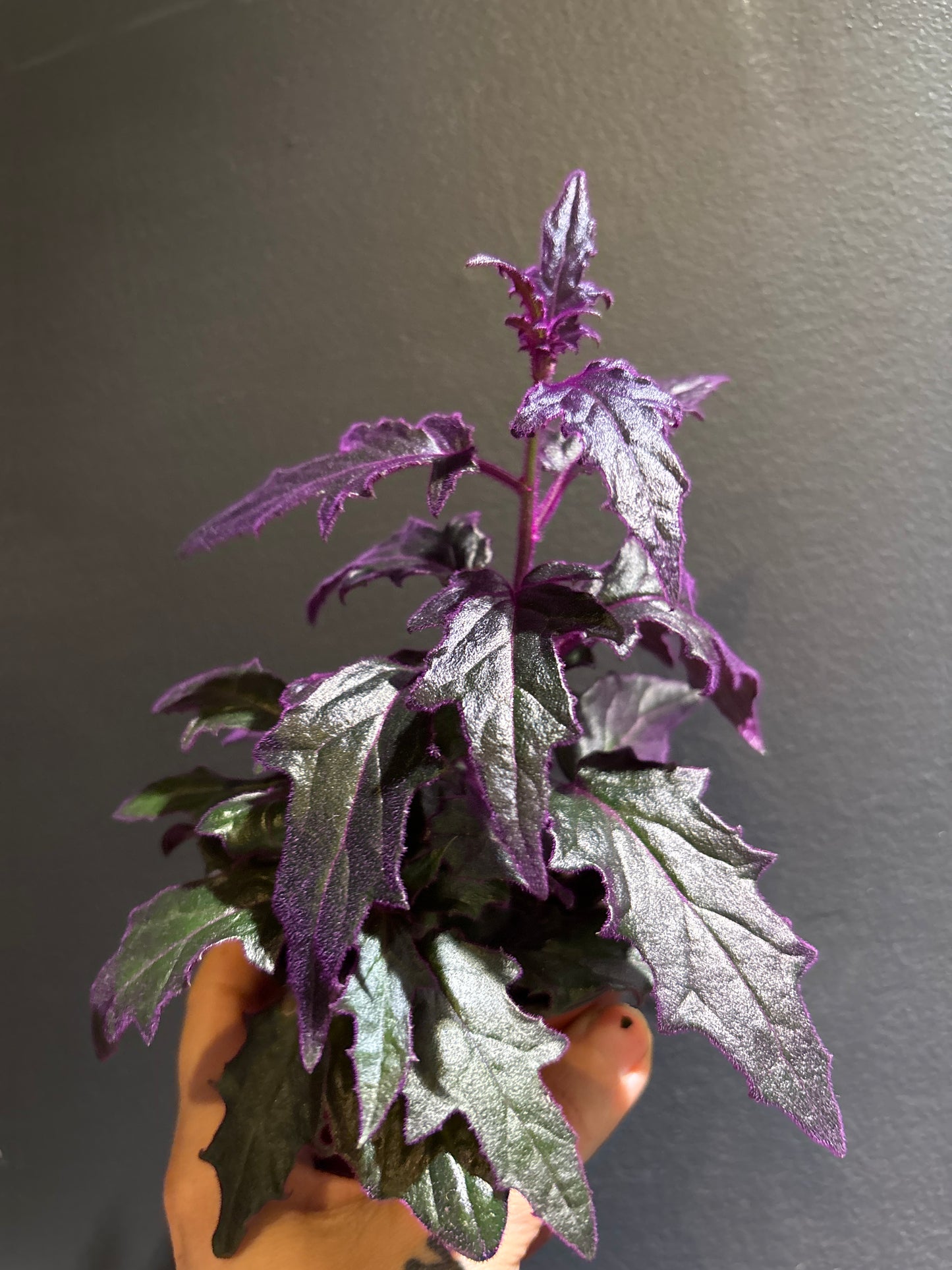 Gynura ‘Purple Passion’ 3 PPP