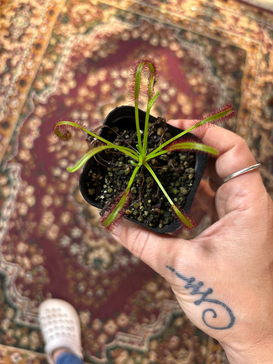 Drosera Capensis 'True Giant'