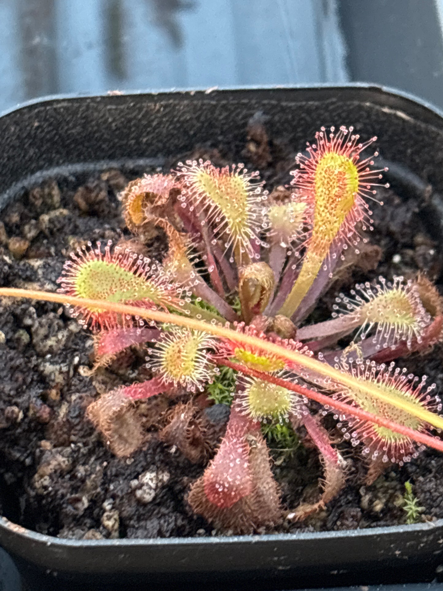 Drosera Collinsiae Carniverous Plant Sundew