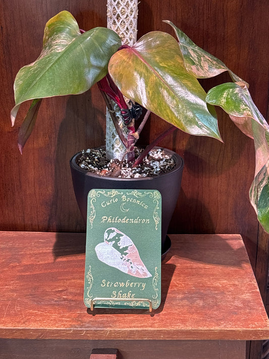 Philodendron ‘Strawberry Shake’ – A Rare & Stunning Collector’s Specimen | Curio botanica