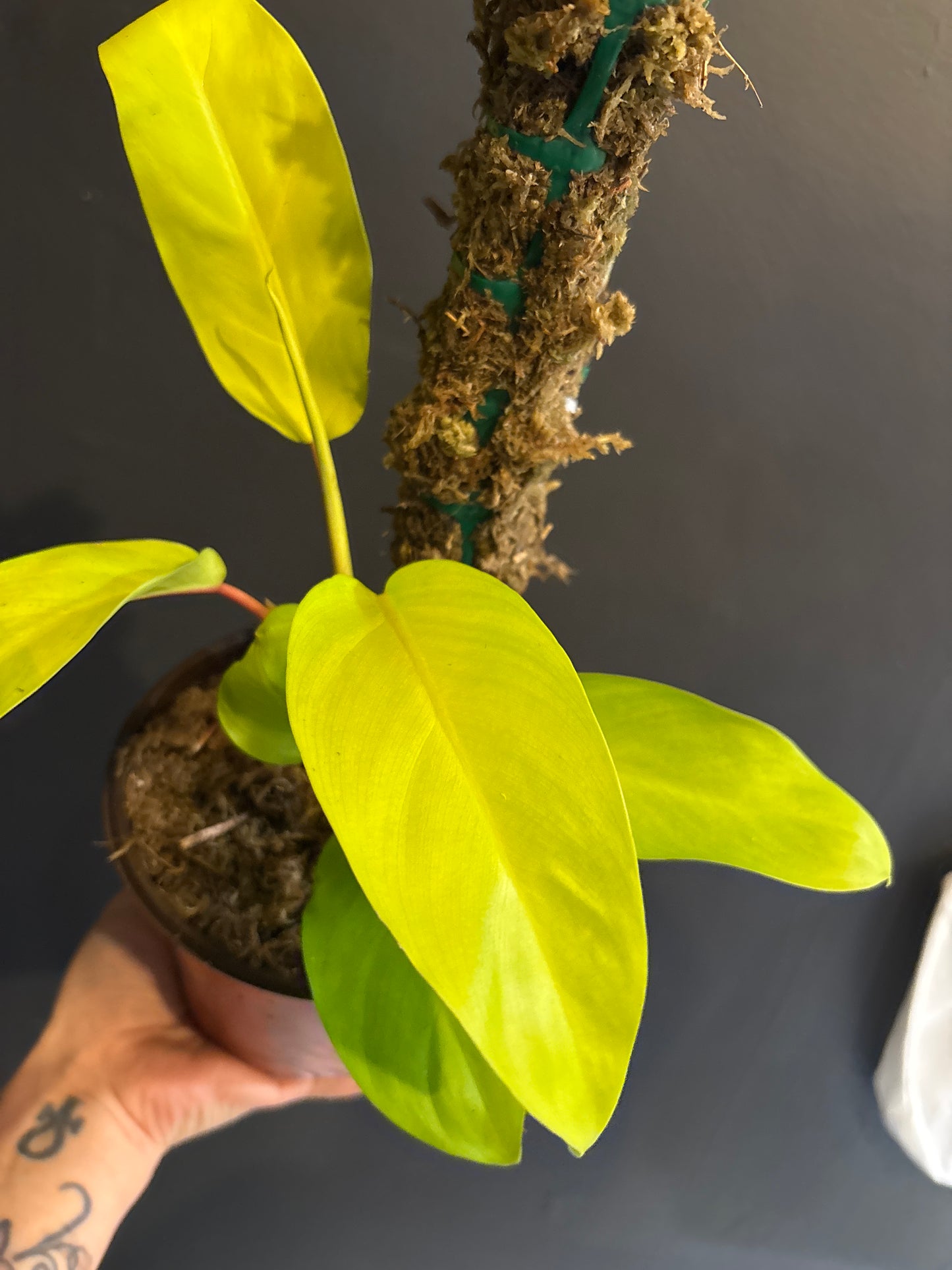 Philodendron Malay Gold ‘Golden Goddess’