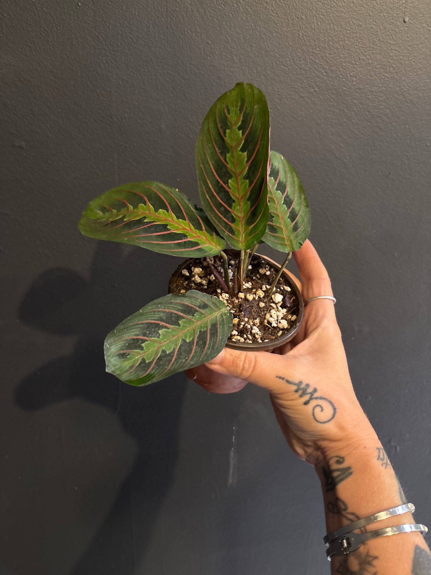 Maranta leuconeura ‘Red’ (Red Prayer Plant)