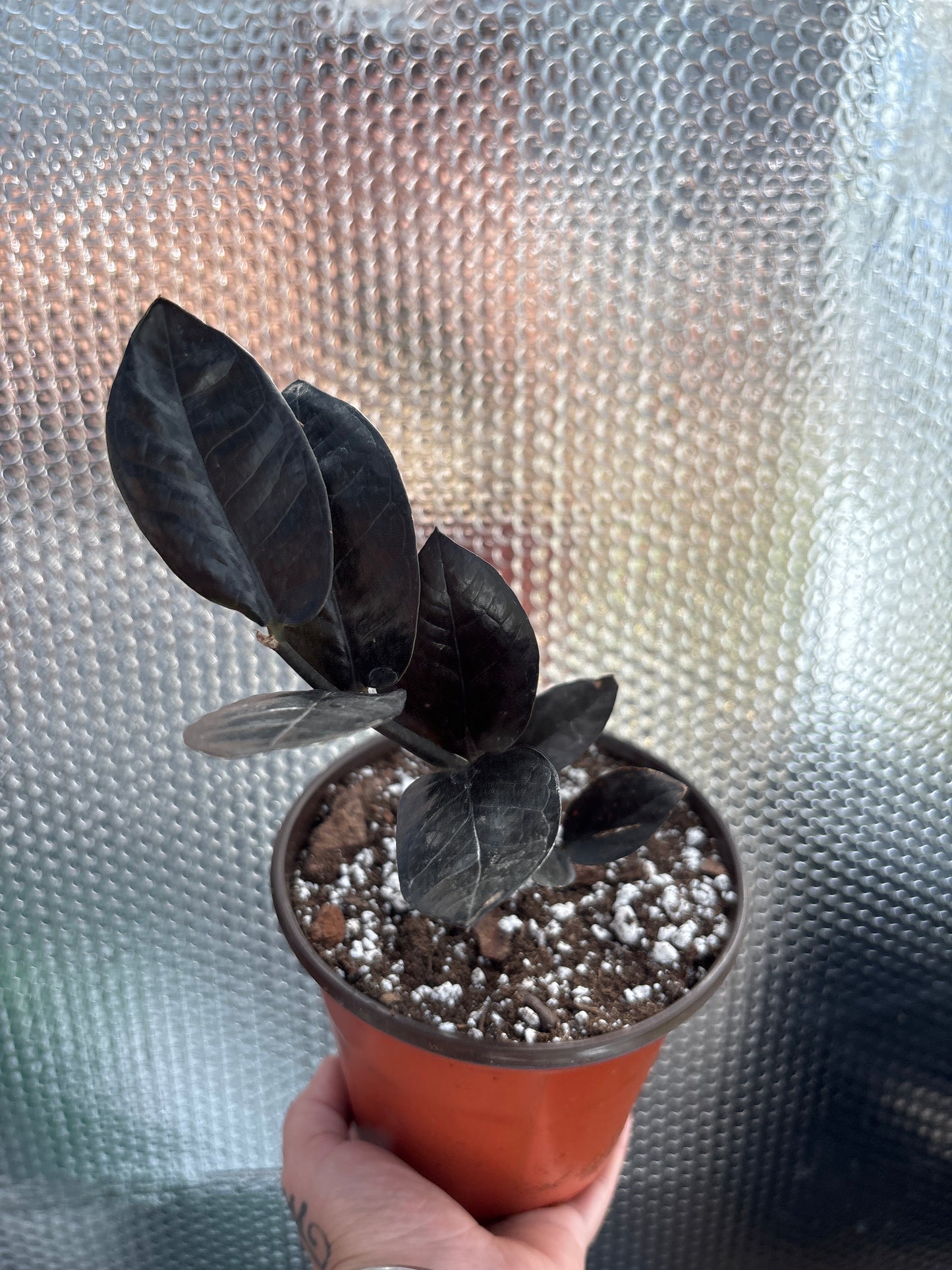 Zamioculcas zamiifolia ‘Raven’ (Raven ZZ Plant): The Bold Black Beauty