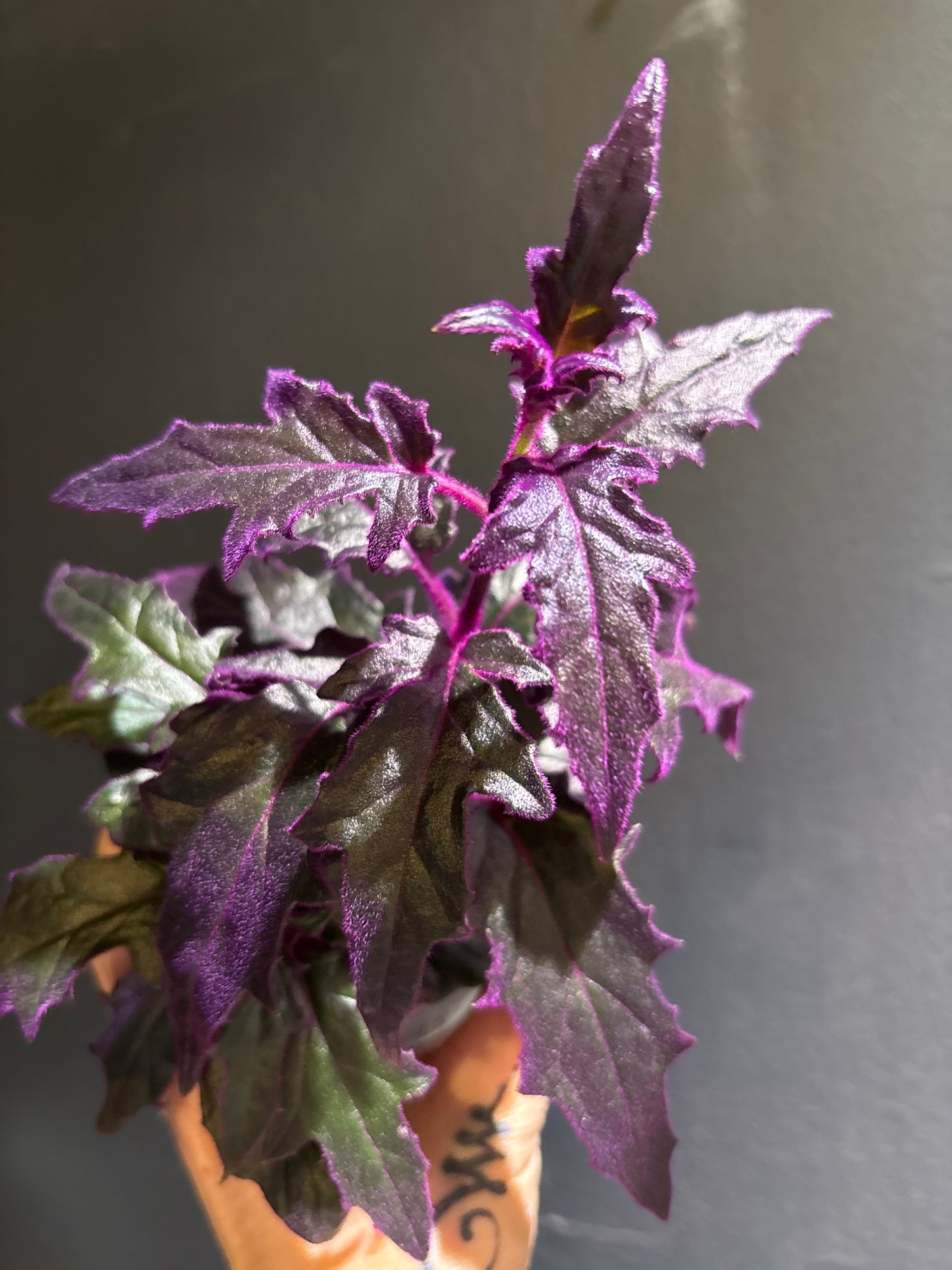 Gynura ‘Purple Passion’ 3 PPP