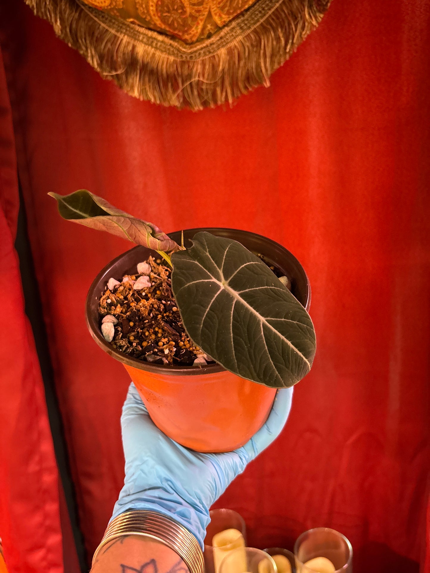 Alocasia black velvet