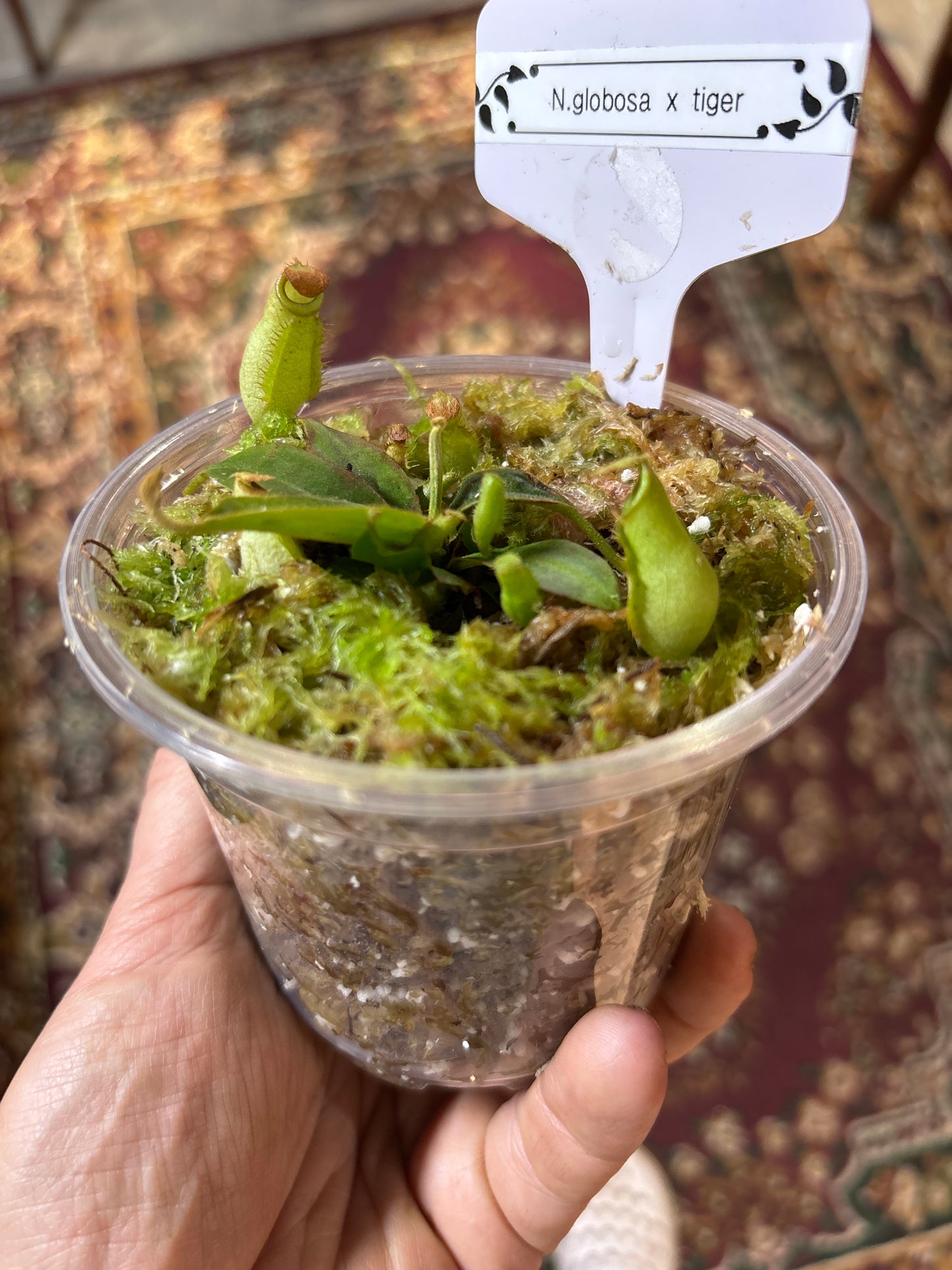 Nepenthes Globosa x Tiger - Carnivorous Plant