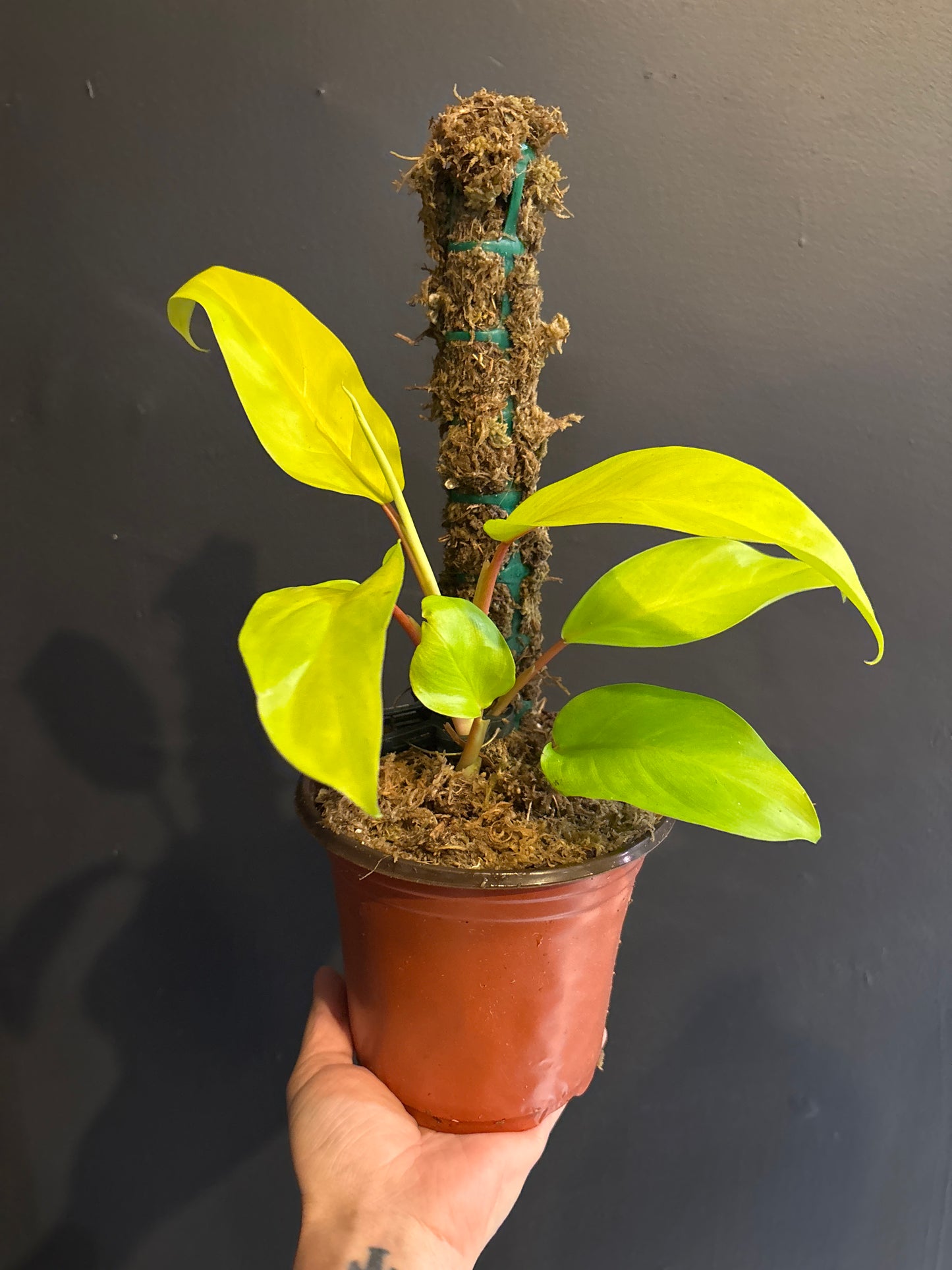 Philodendron Malay Gold ‘Golden Goddess’