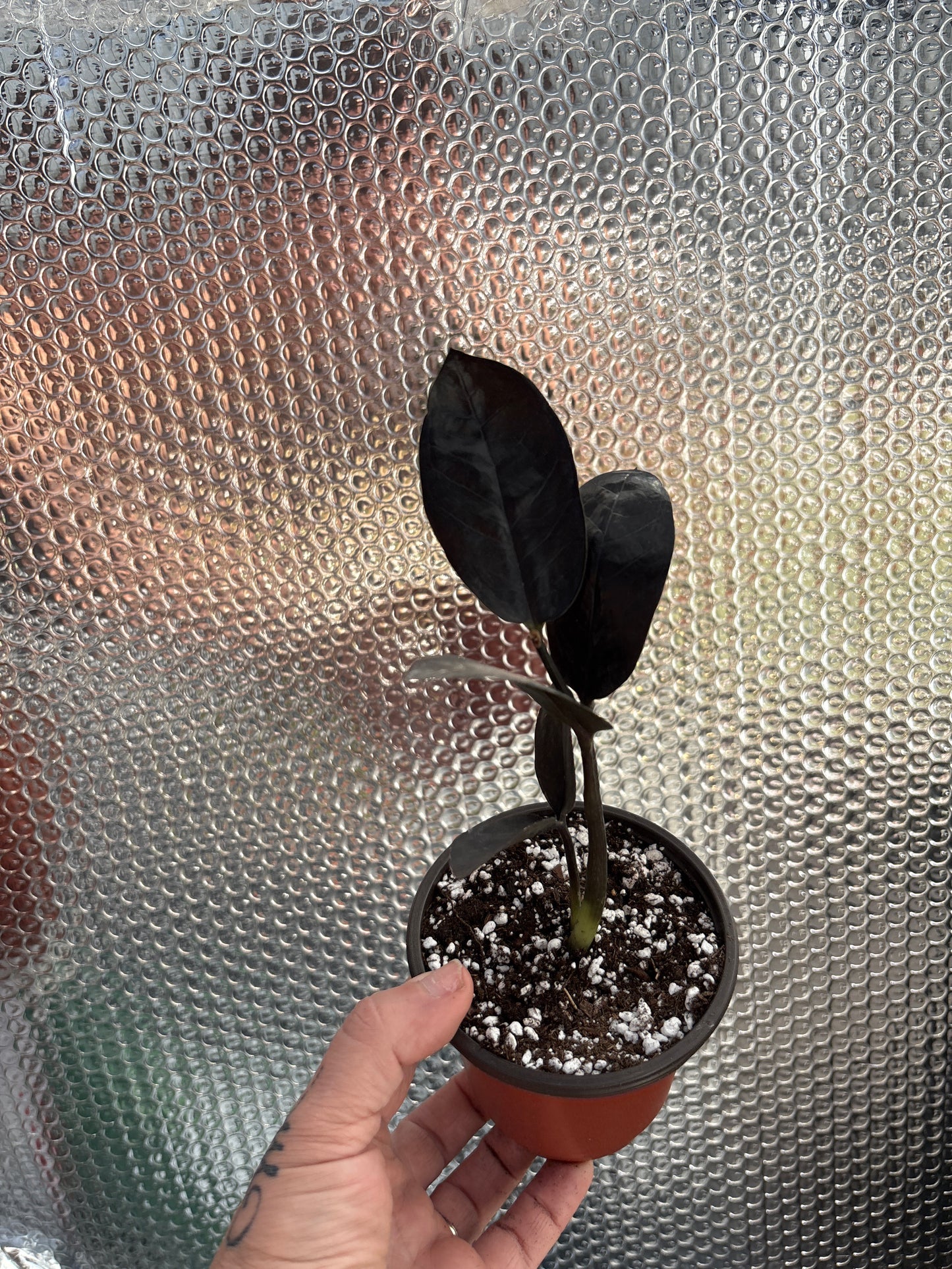 Zamioculcas zamiifolia ‘Raven’ (Raven ZZ Plant): The Bold Black Beauty