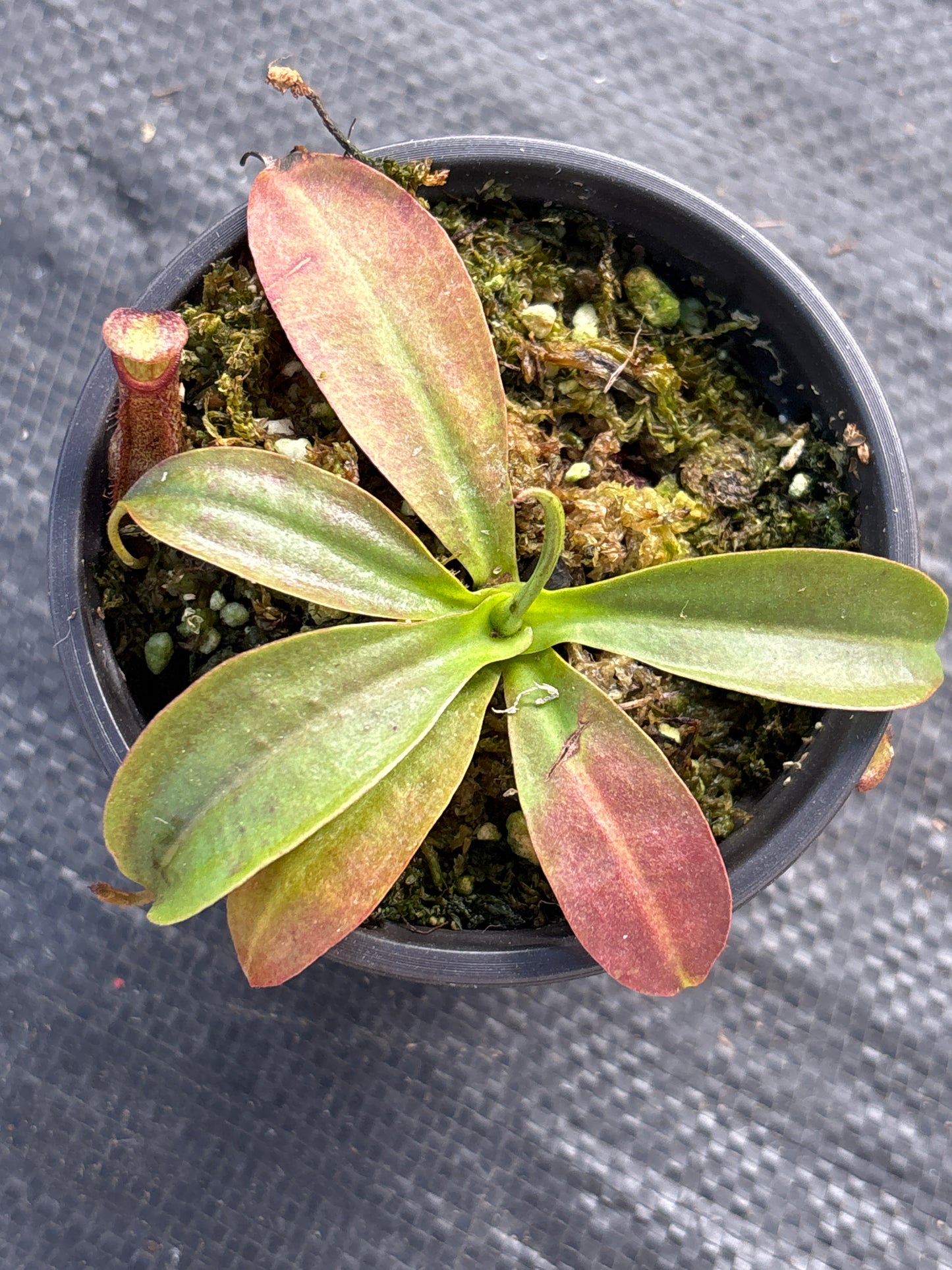 Nepenthes ‘St. Gaya’ Carnivorous Pitcher plant