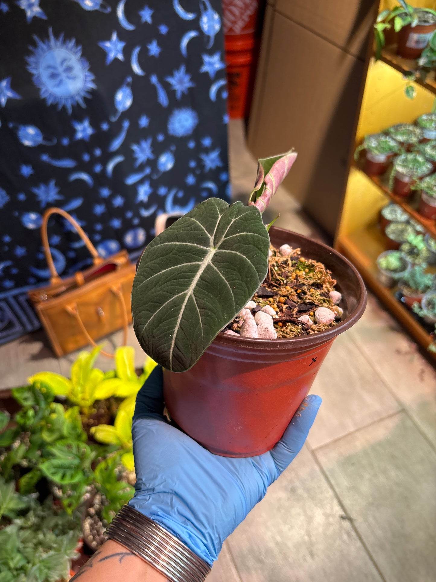 Alocasia black velvet