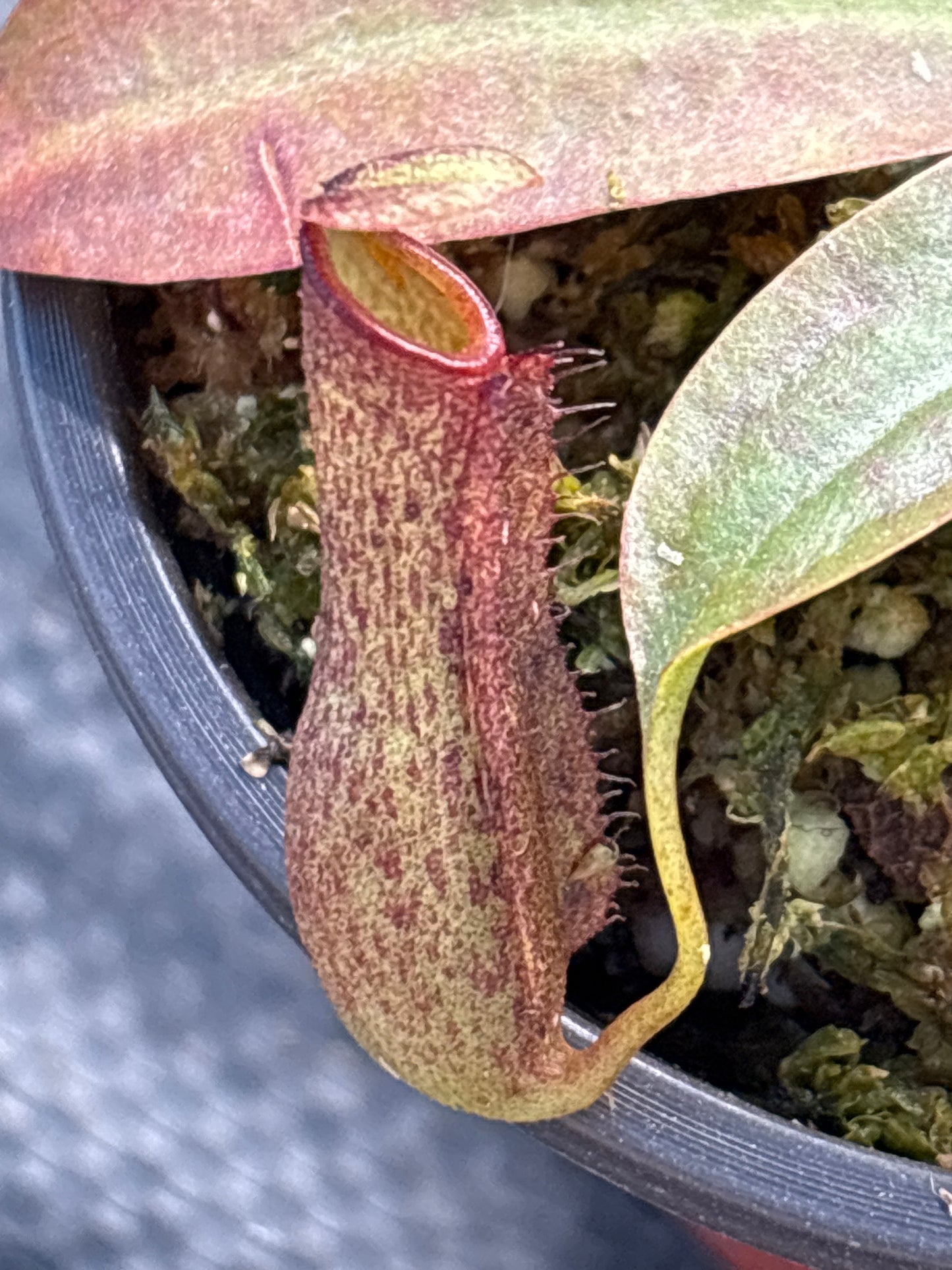 Nepenthes ‘St. Gaya’ Carnivorous Pitcher plant