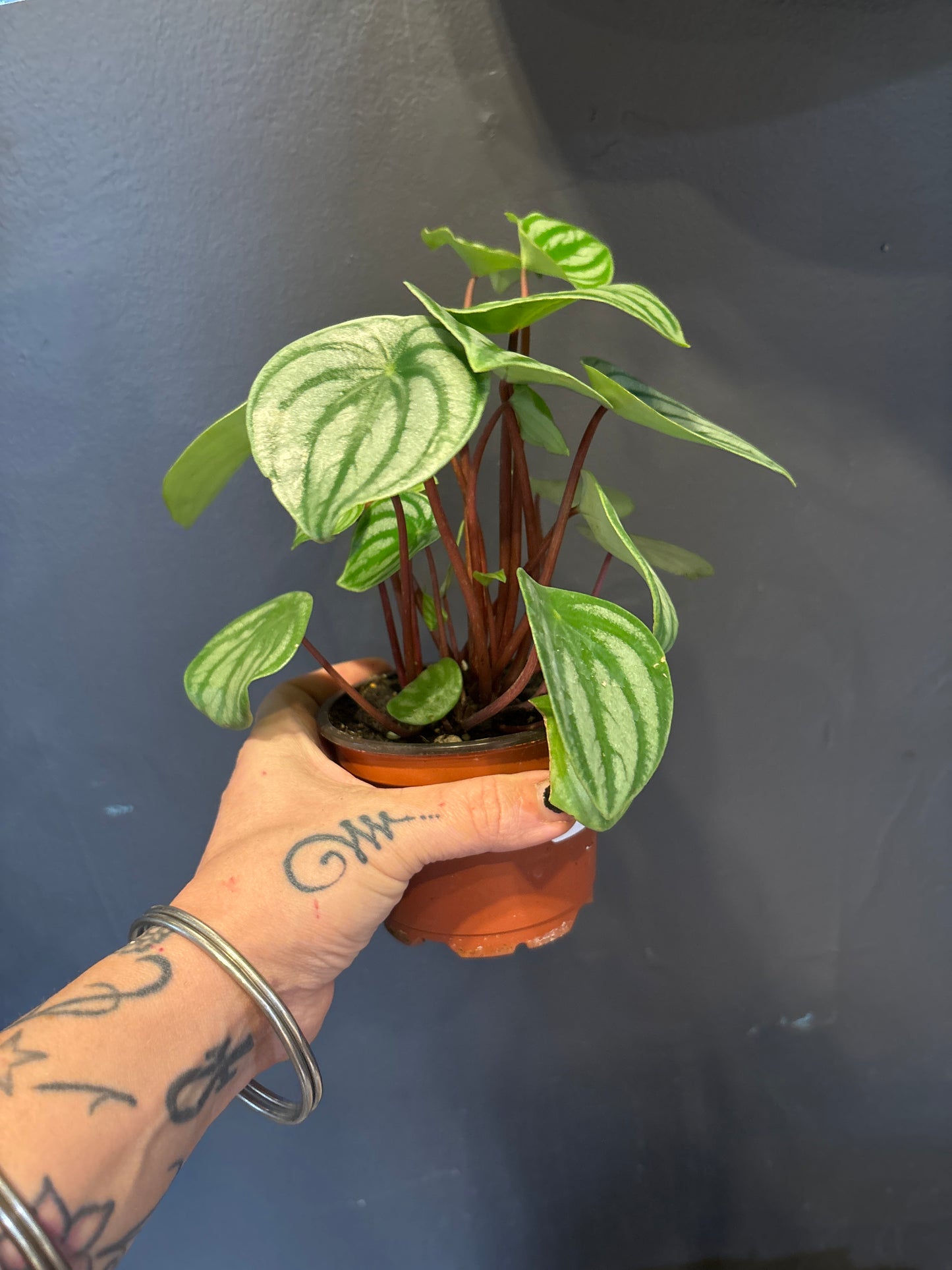 Peperomia Watermelon