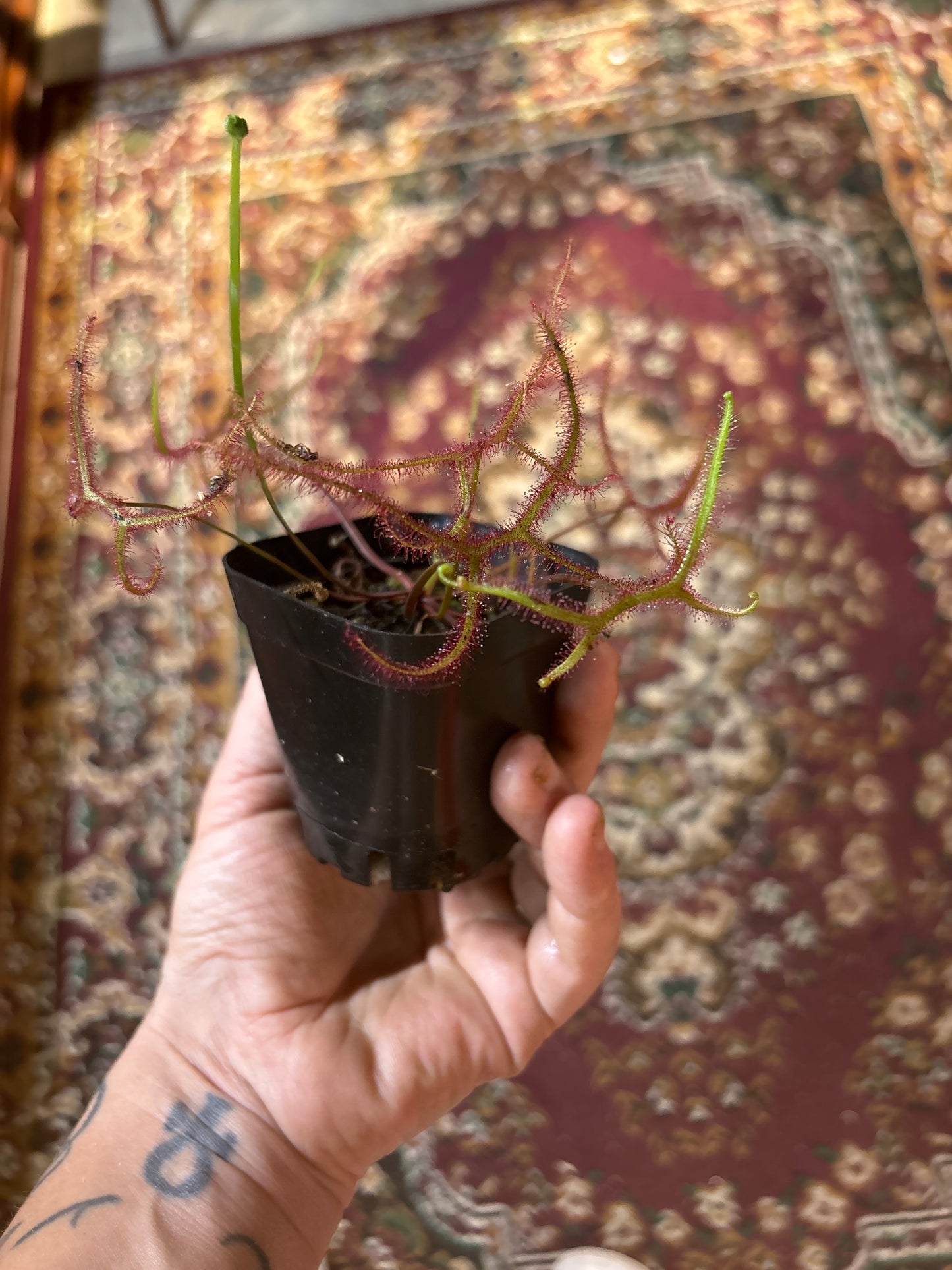 Drosera binata (Fork-leaved Sundew)