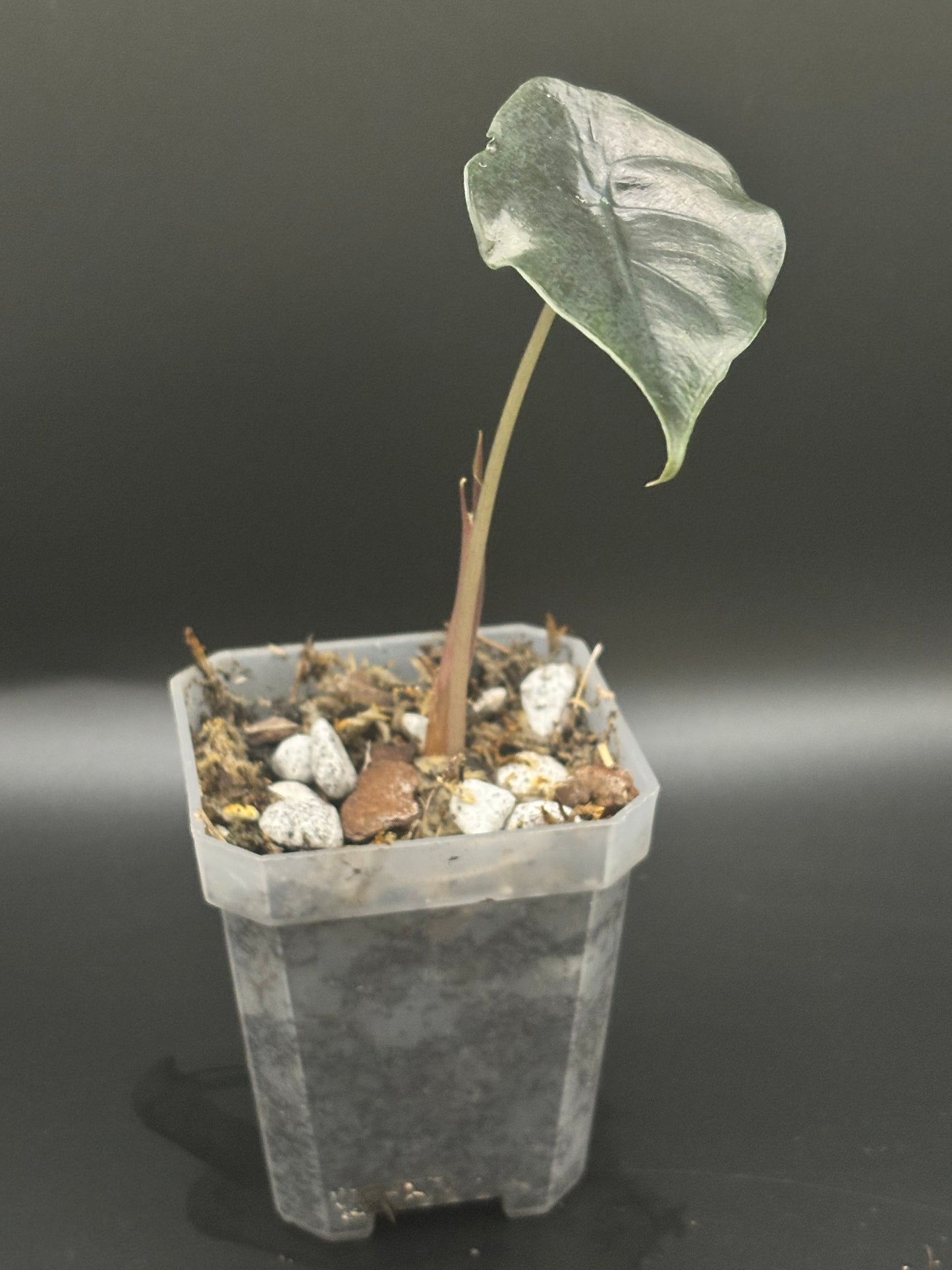 Alocasia Chantrieri