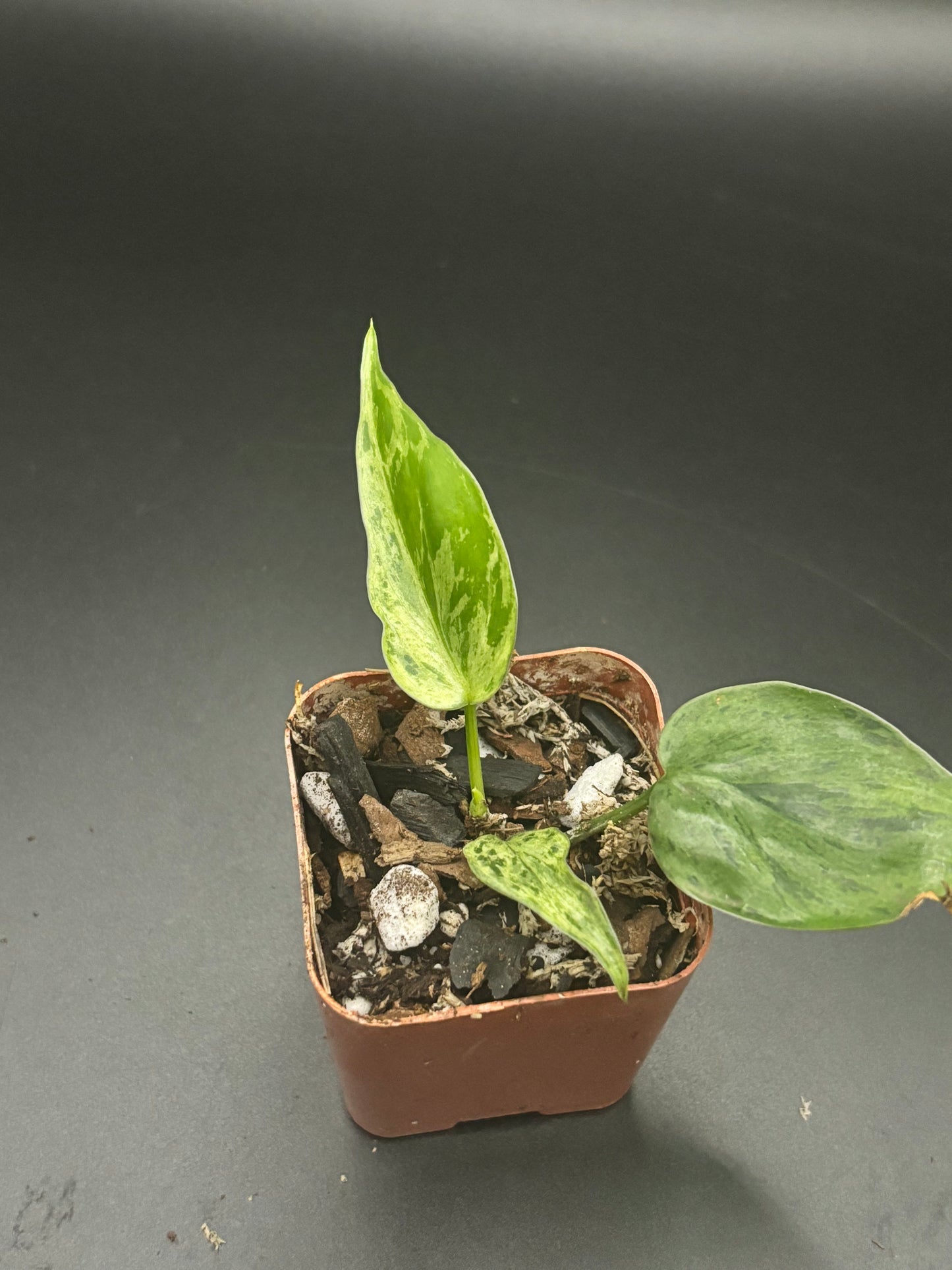 Variegated Heart Leaf Philodendron