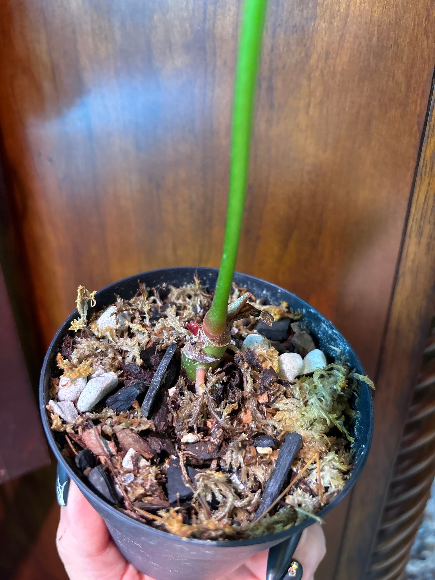 Anthurium Crystallinum