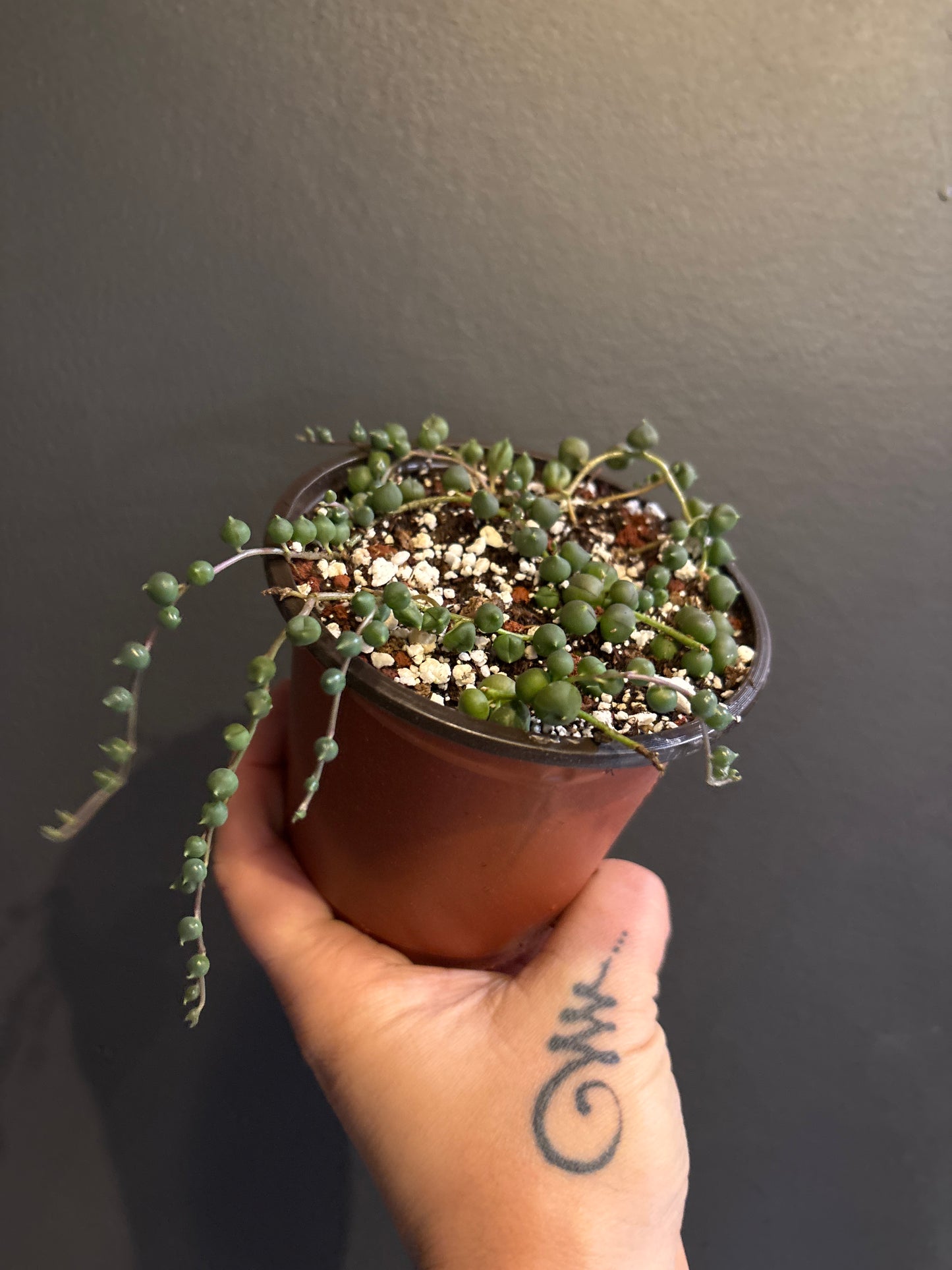 Senecio Rowleyanus - String of Pearls