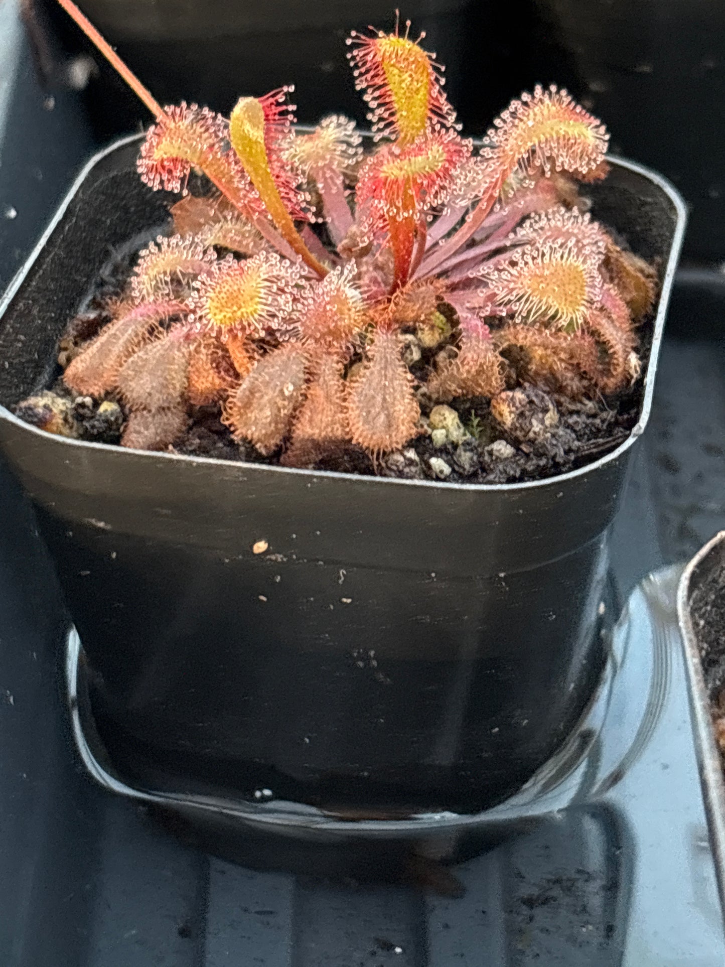 Drosera Collinsiae Carniverous Plant Sundew