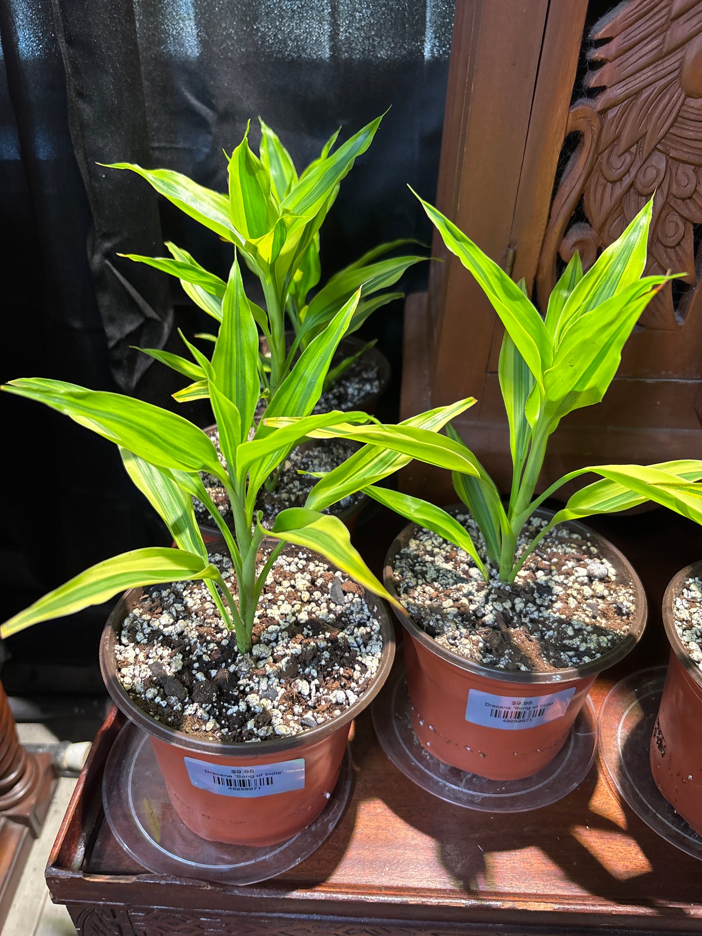 Dracena ‘Song of India’