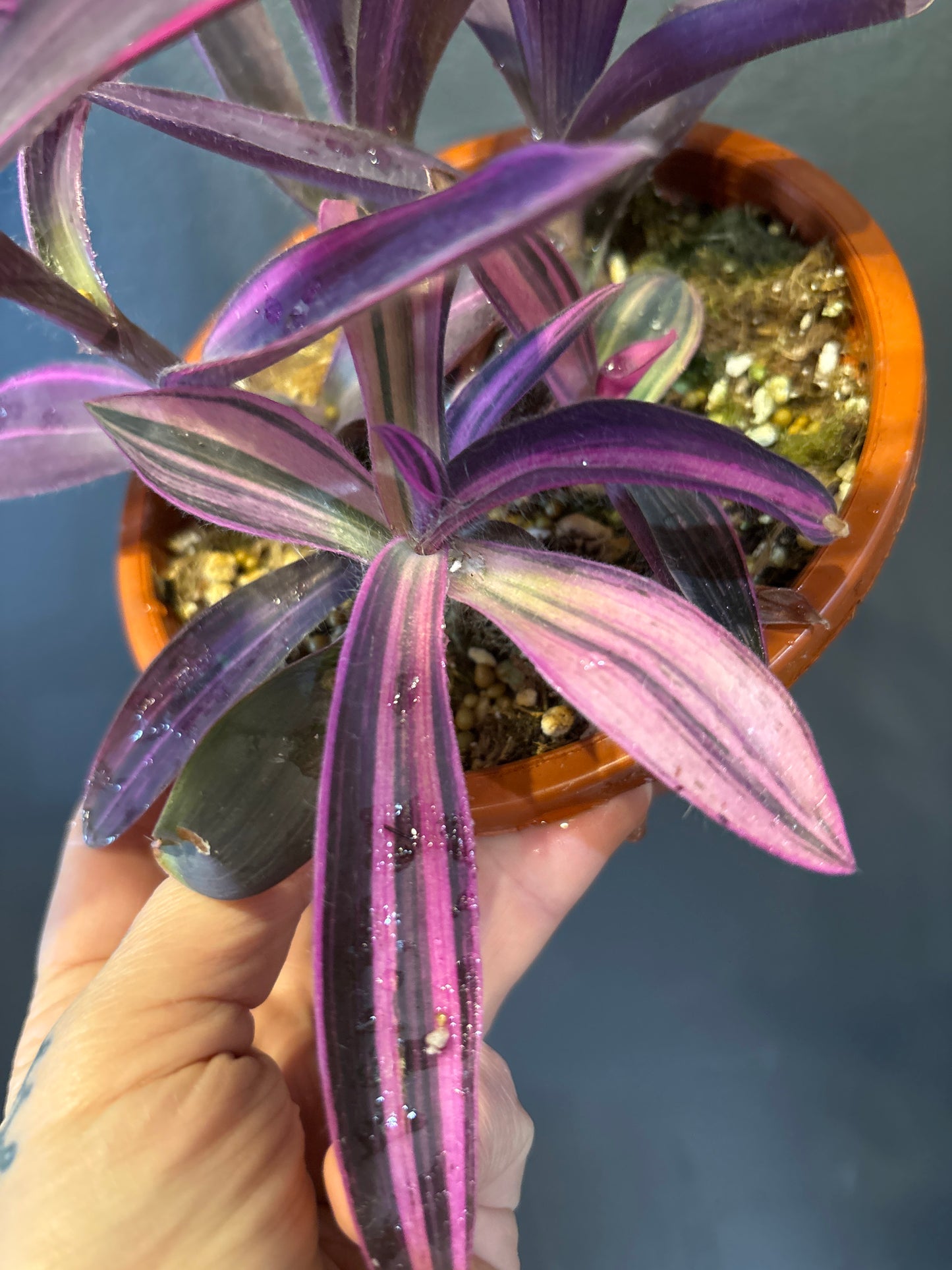 Tradescantia Pallida Variegata - Purple Heart