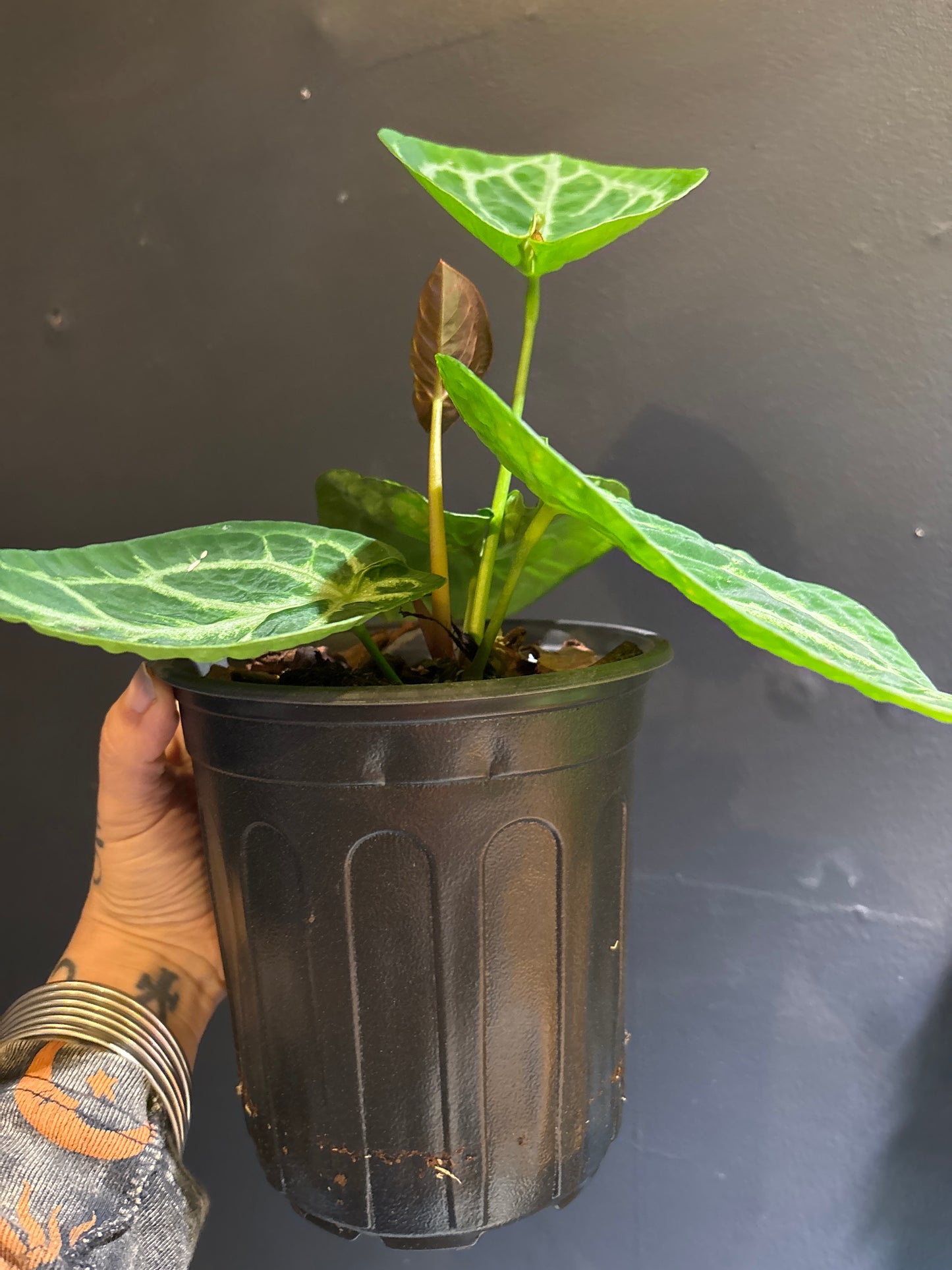 Anthurium Silver Blush