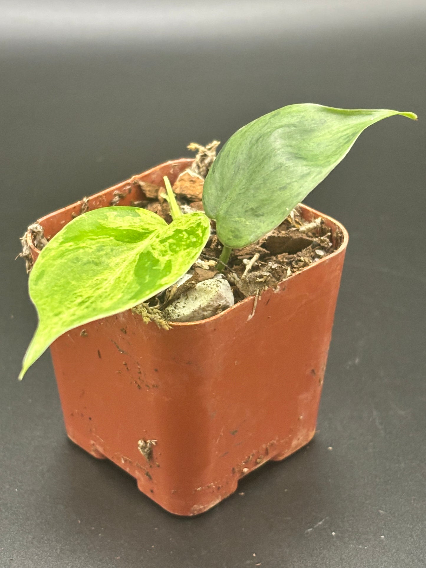 Variegated Heart Leaf Philodendron