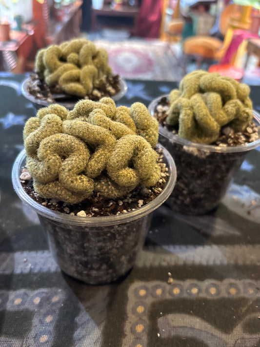 Brain cactus-Mammillaria elongata 'Cristata'