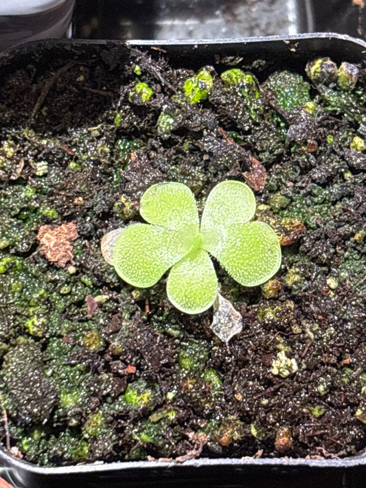 Pinguicula Tina ‘Mexican Butterwort’