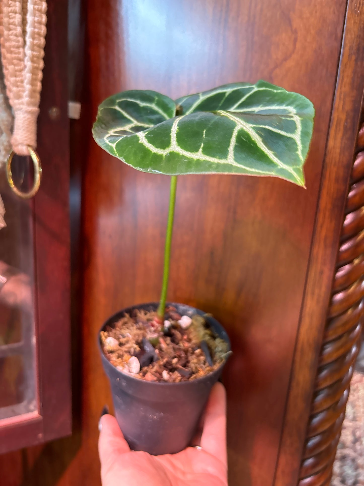 Anthurium Crystallinum