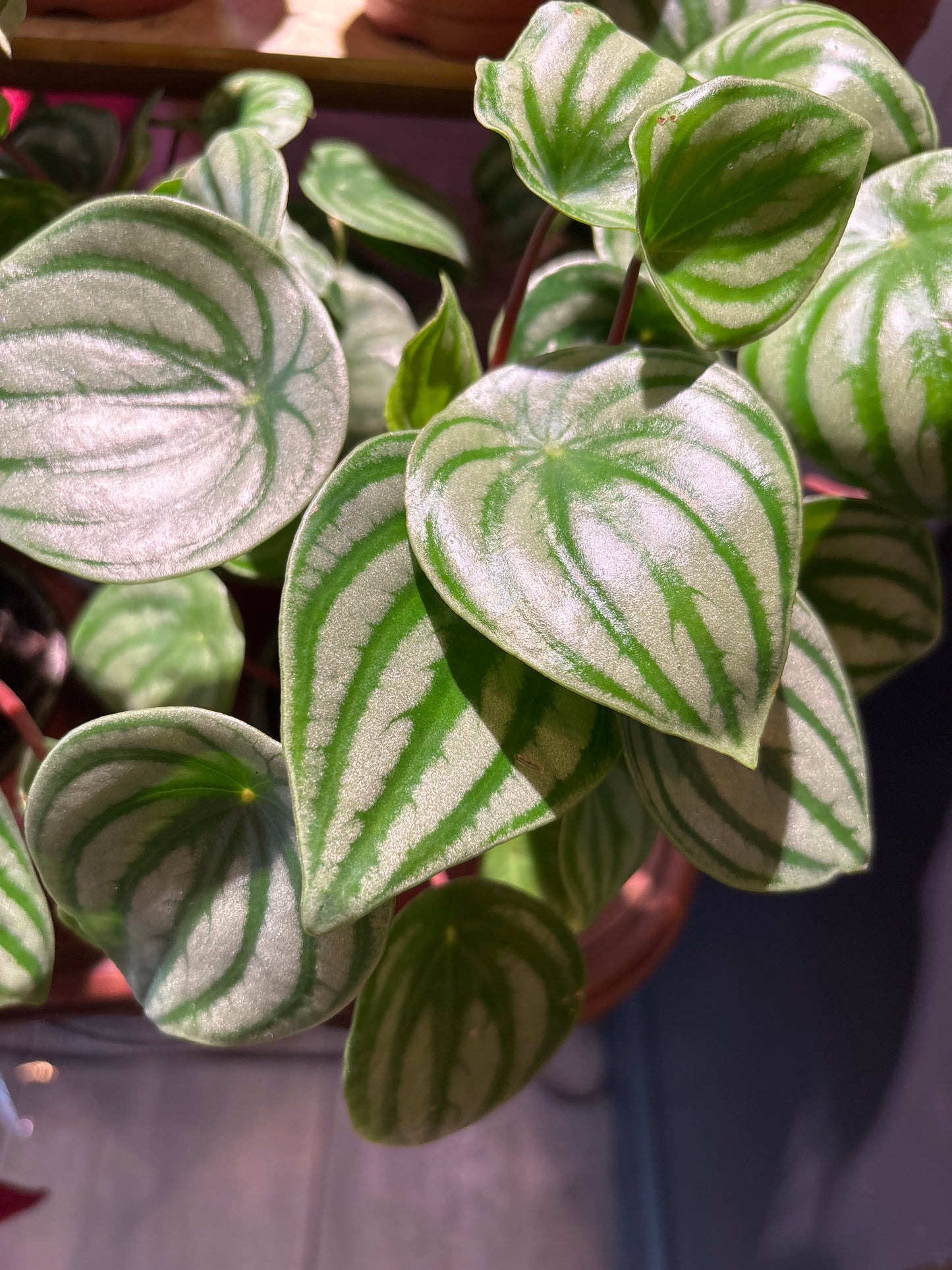 Peperomia Watermelon