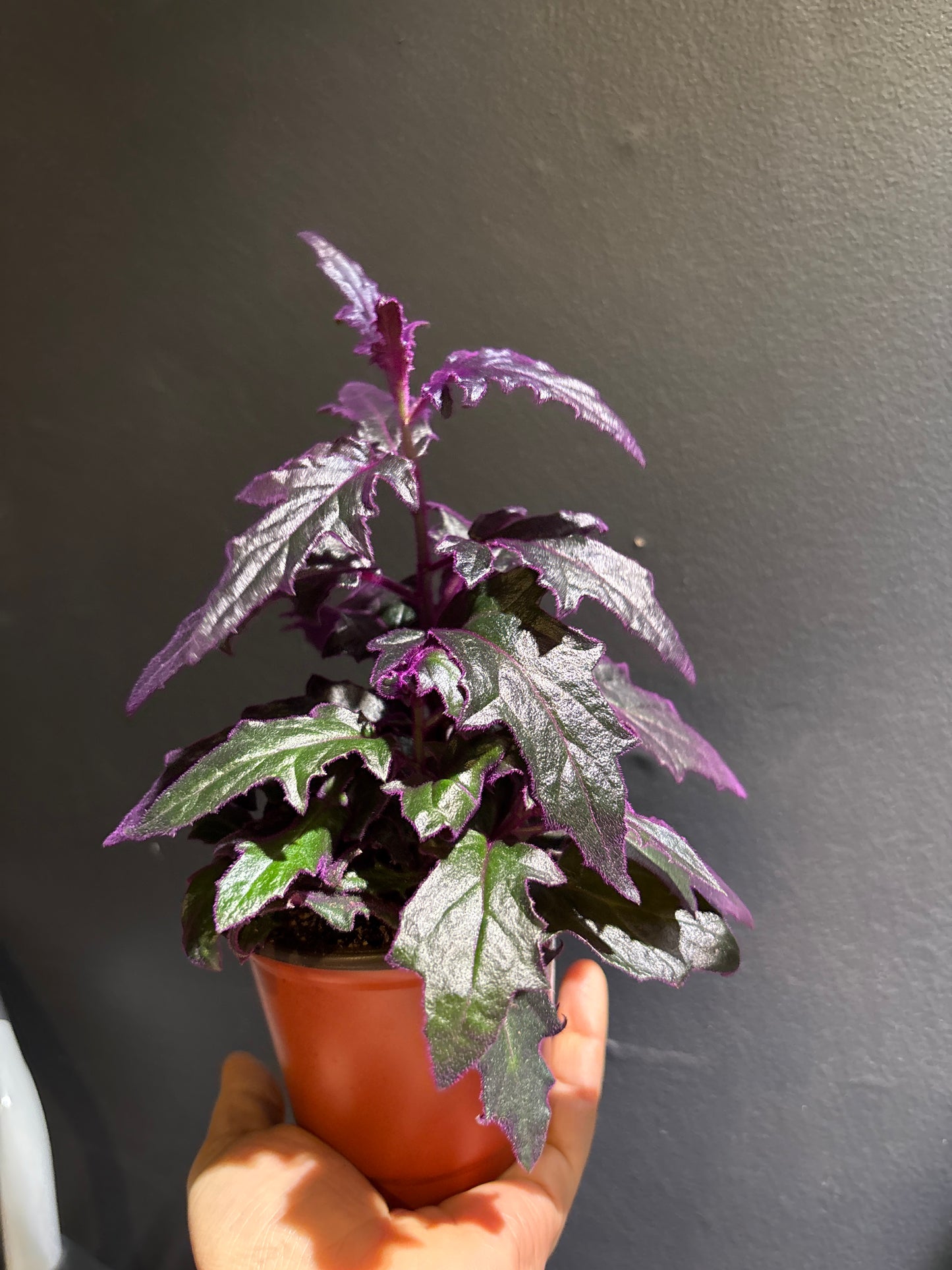 Gynura ‘Purple Passion’ 3 PPP