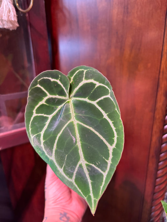 Anthurium Crystallinum