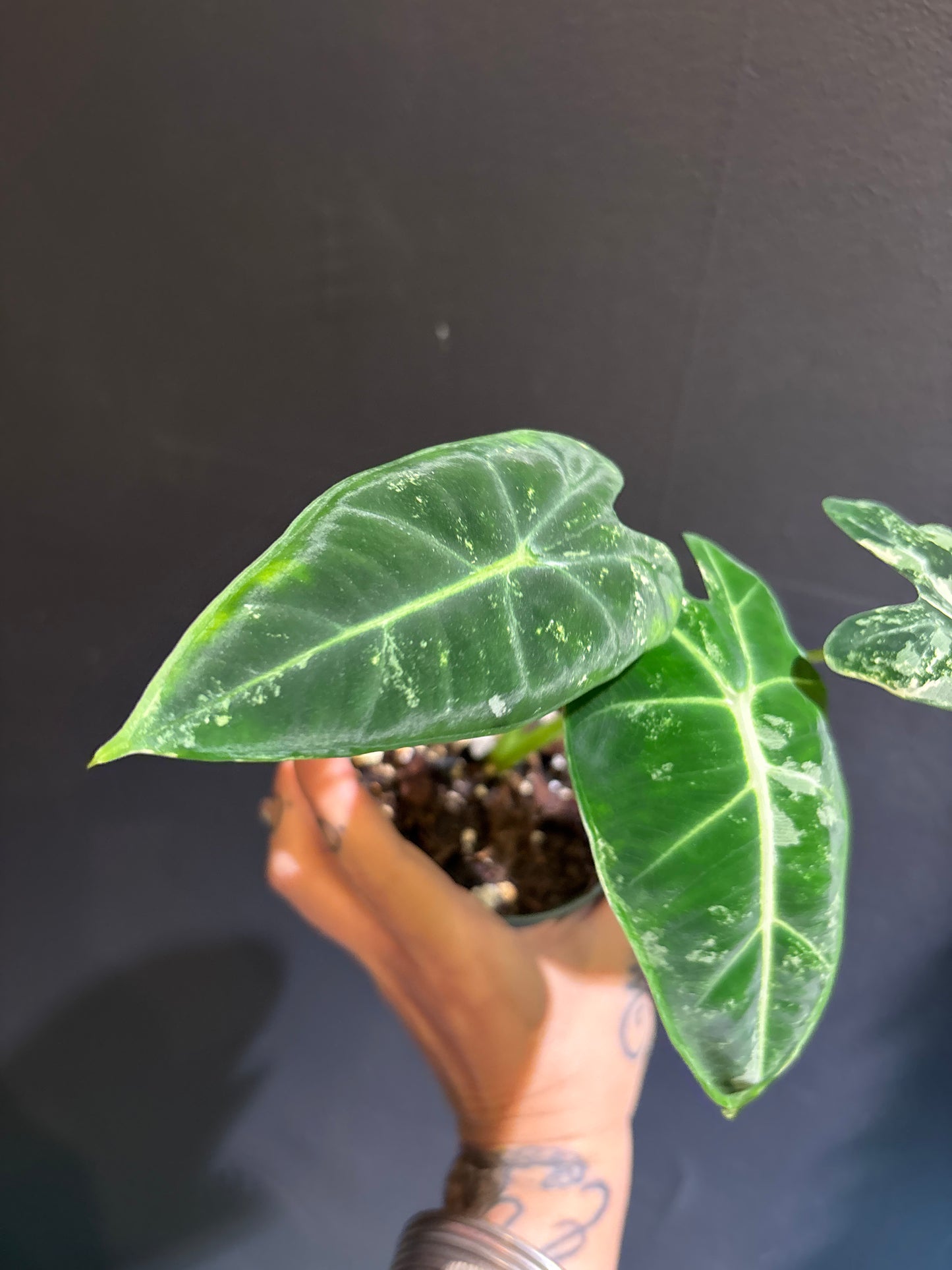 Alocasia Frydek Variegated - Rare