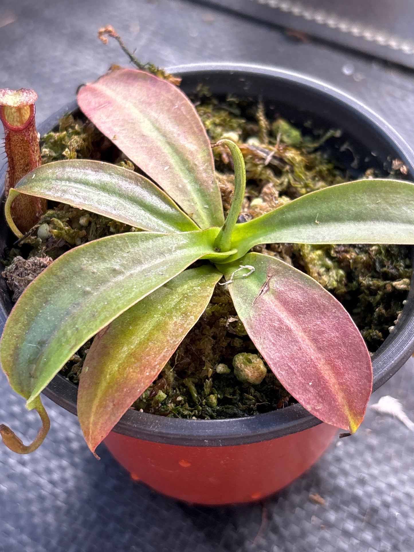 Nepenthes ‘St. Gaya’ Carnivorous Pitcher plant