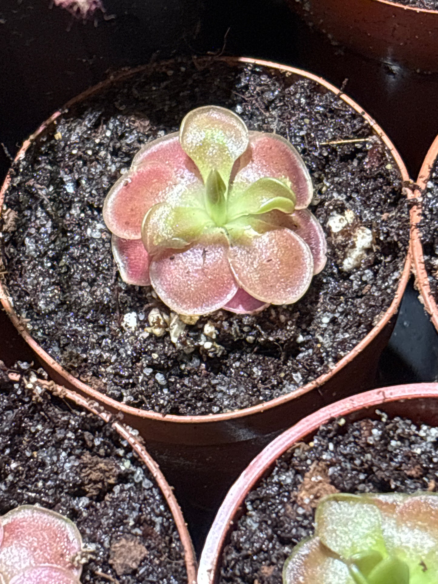 Pinguicula Sethos - Carnivorous Plant Butterwort