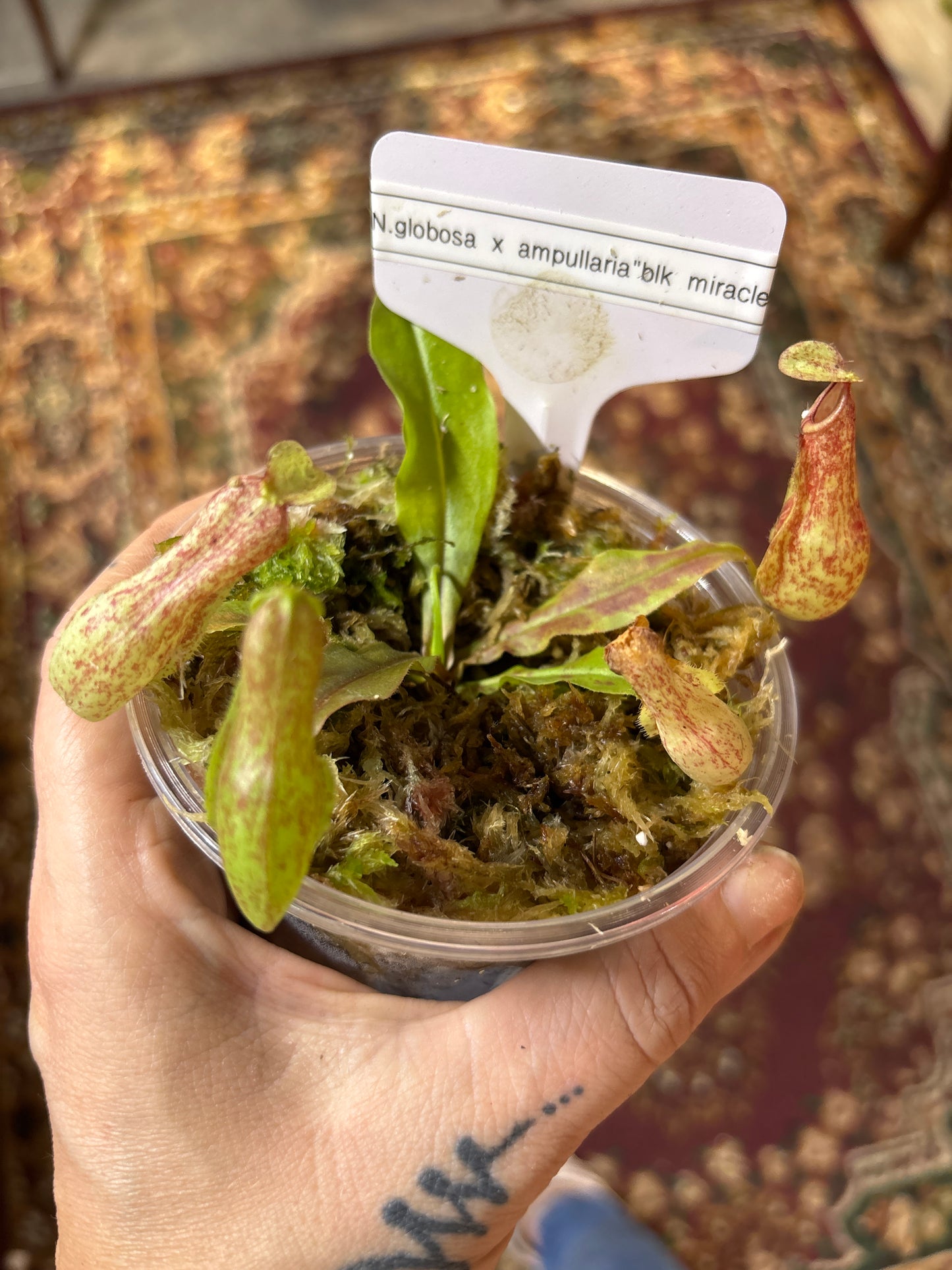 Nepenthes Globosa x (Ampullaria Black Miracle x Bicalcarata) - Carnivorous