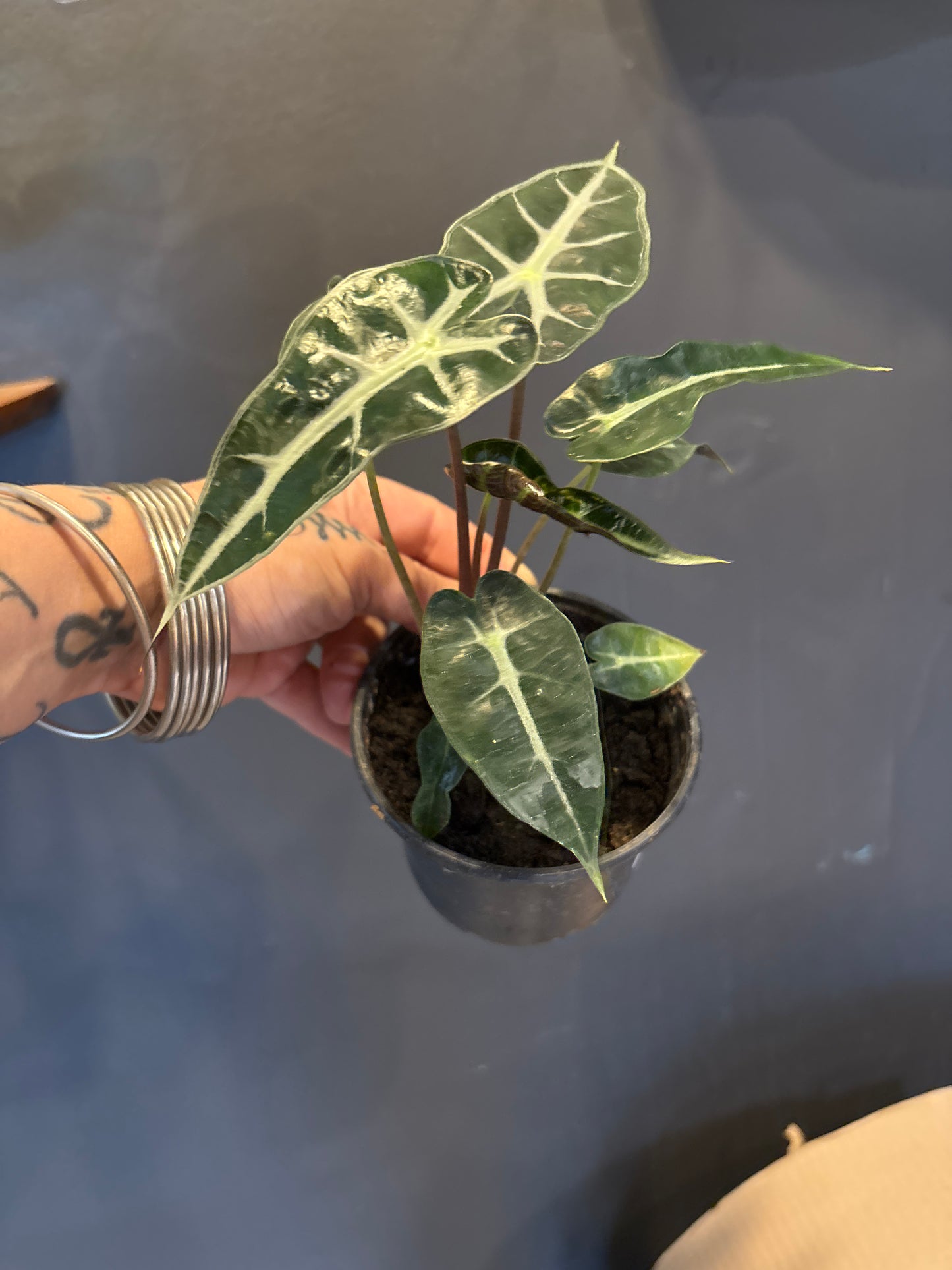 Alocasia Bambino