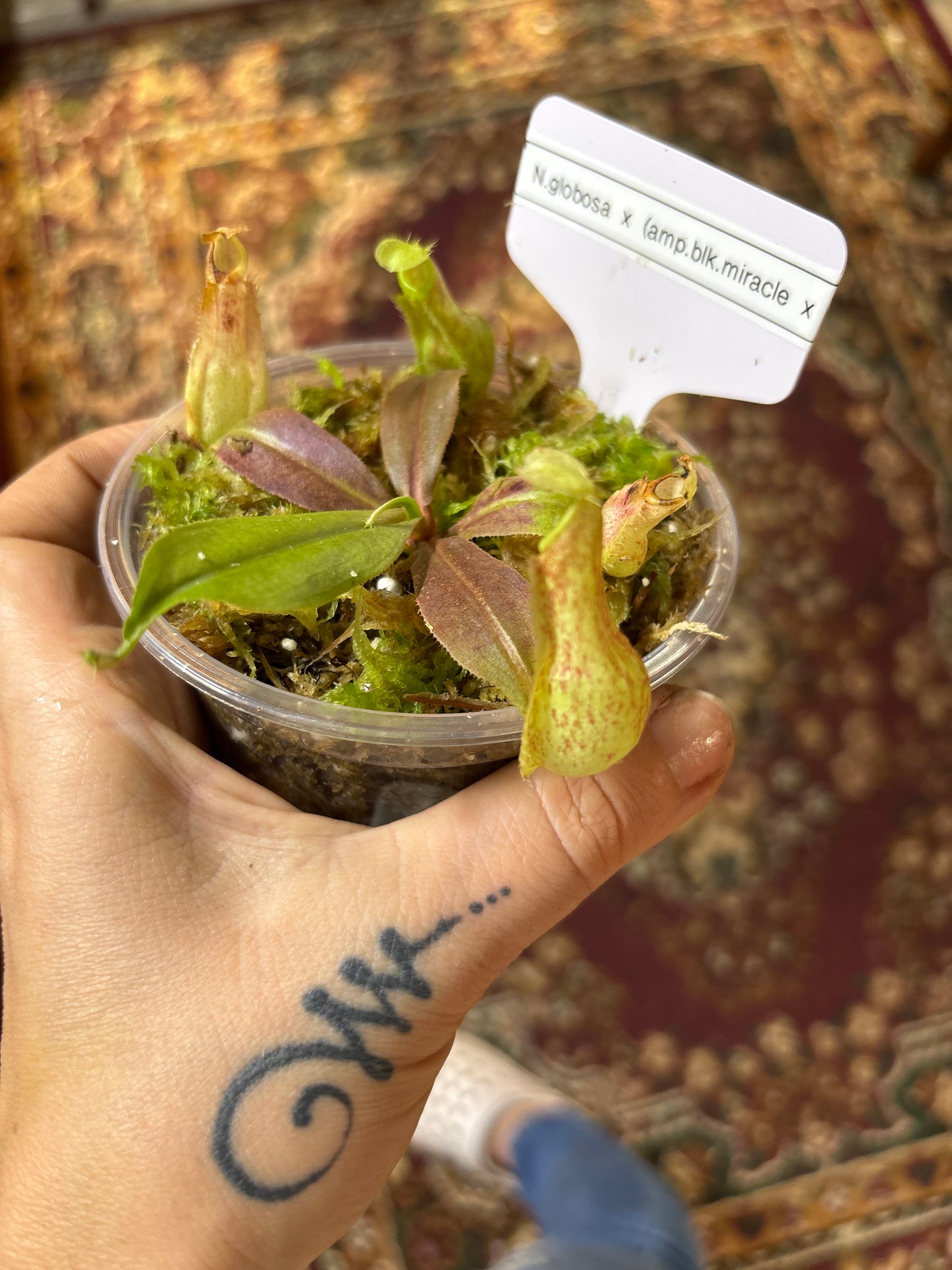 Nepenthes Globosa x (Ampullaria Black Miracle x Bicalcarata) - Carnivorous