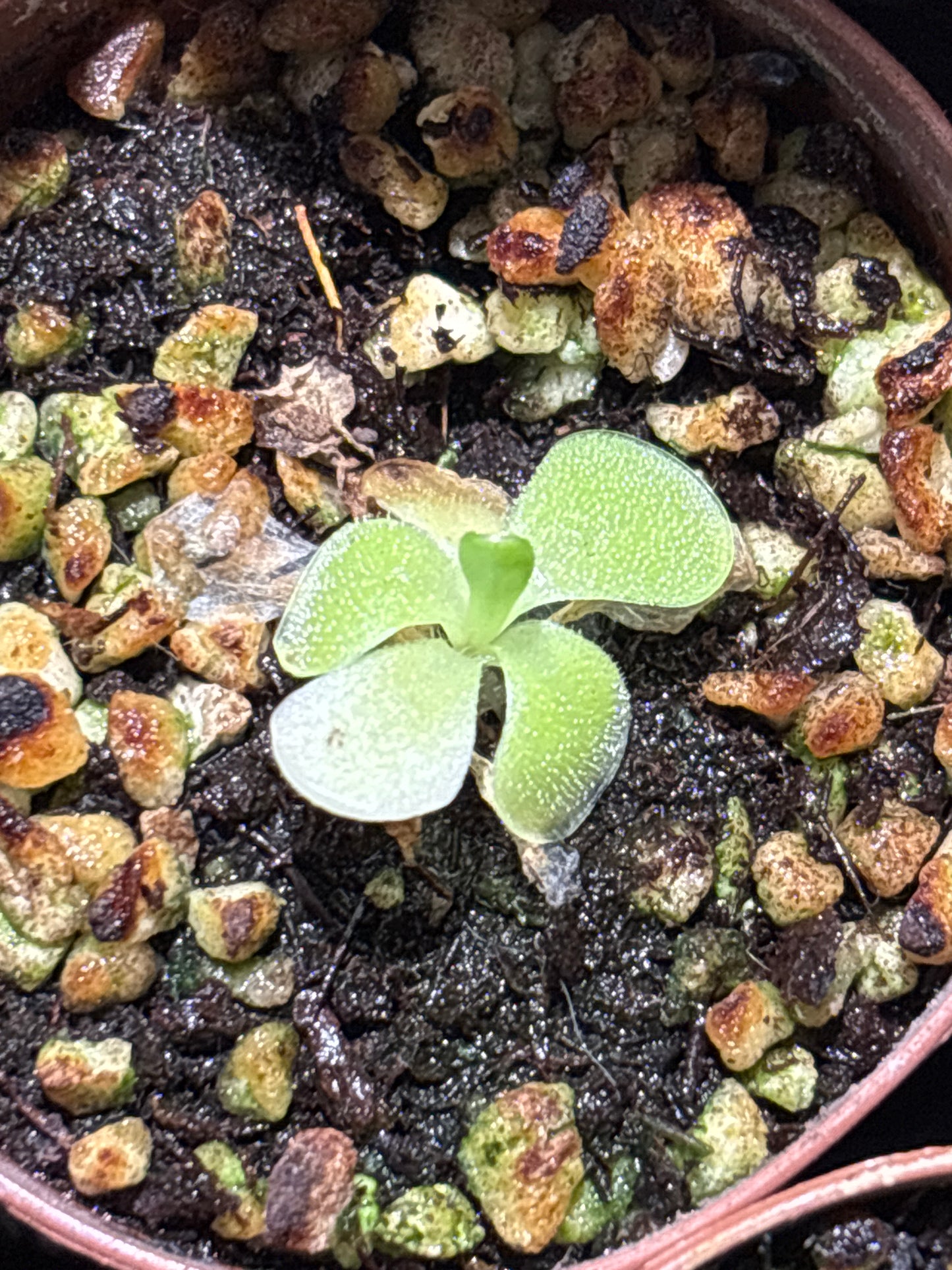 Pinguicula Tina ‘Mexican Butterwort’