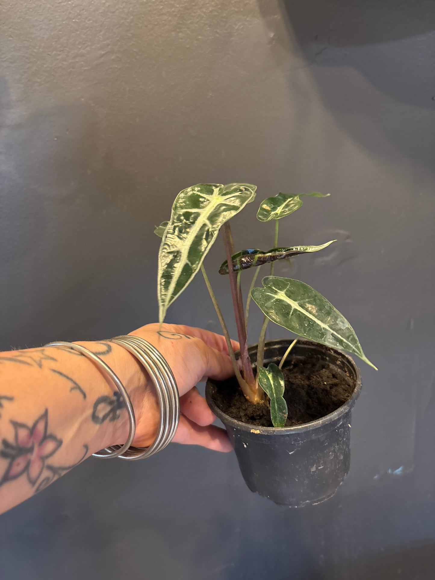 Alocasia Bambino