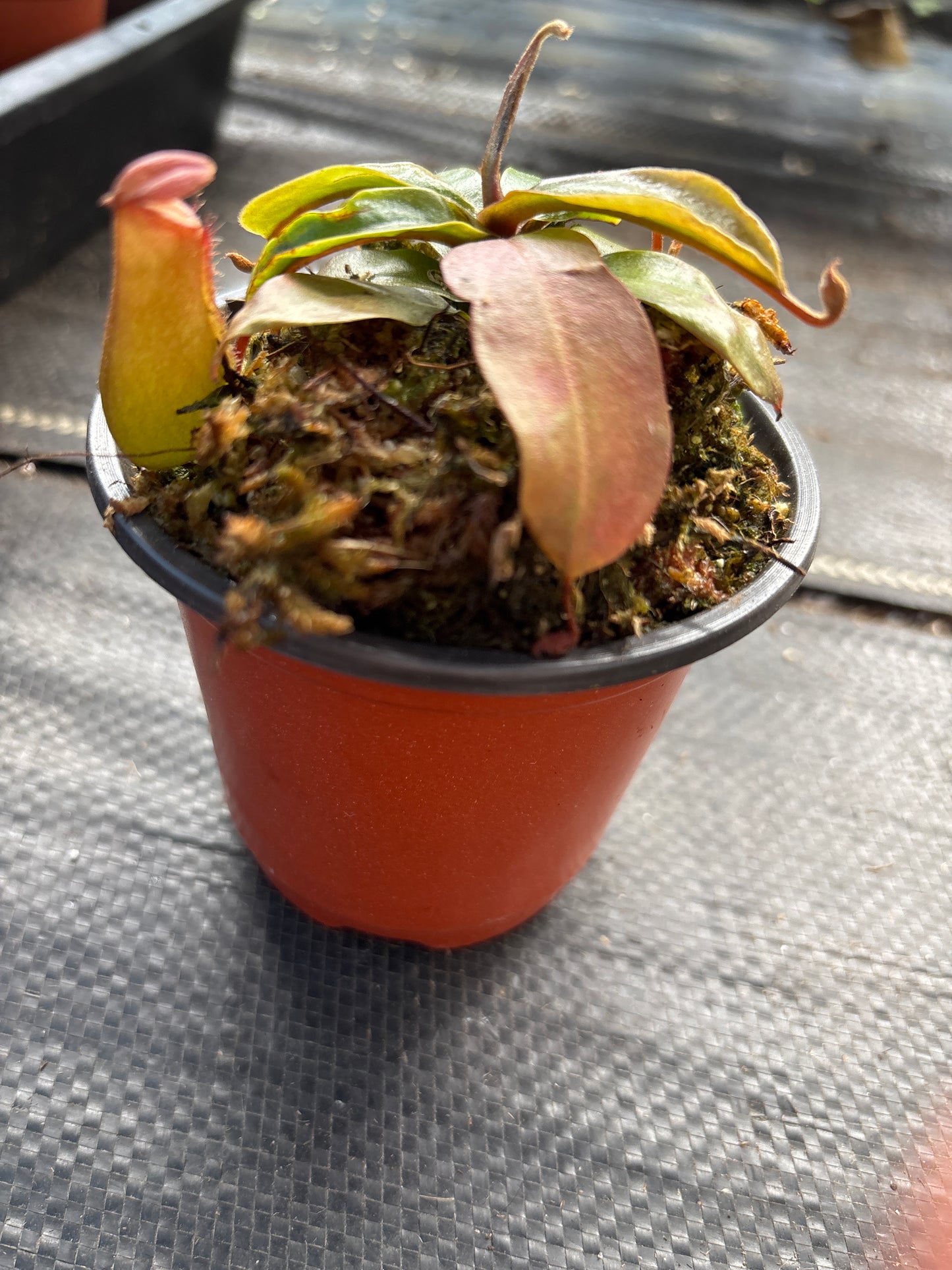 Nepenthes ‘Lady Luck’ Carnivorous Pitcher Plant