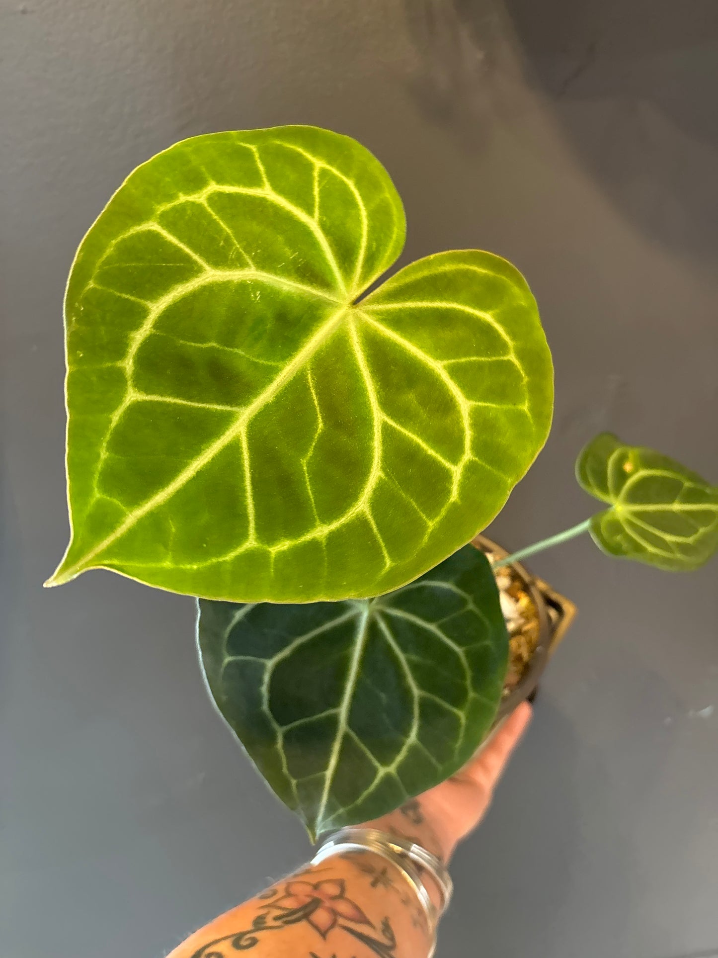 Anthurium Clarinervium 6”