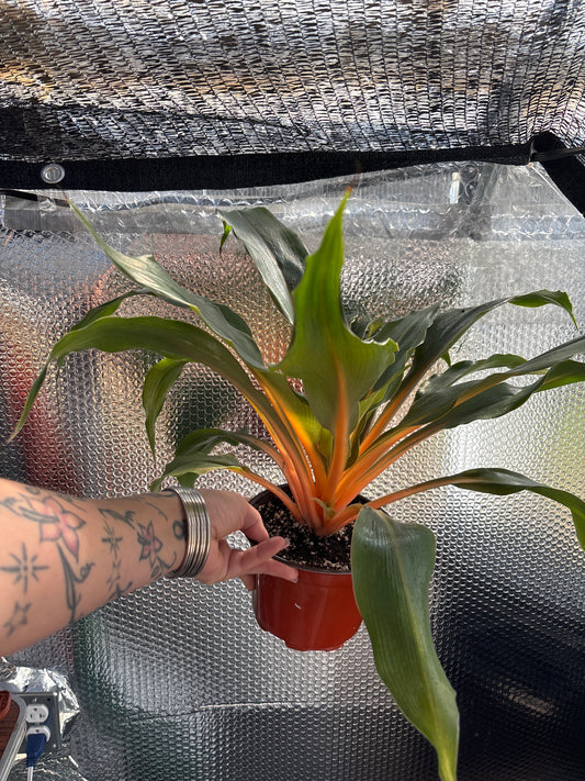 Chlorophytum comosum ‘Mandarin’: The Mandarin Spider Plant