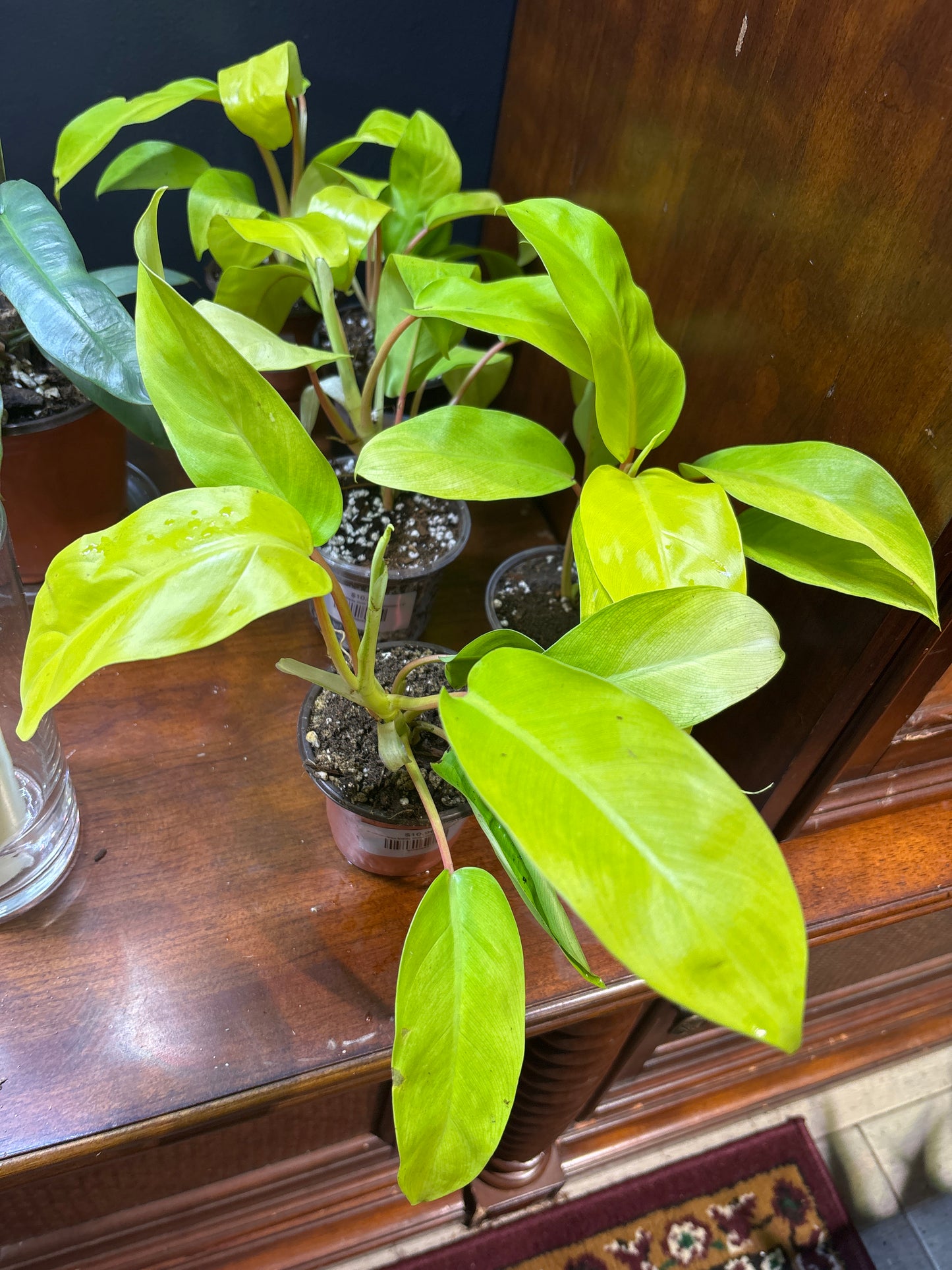 Philodendron Malay Gold ‘Golden Goddess’