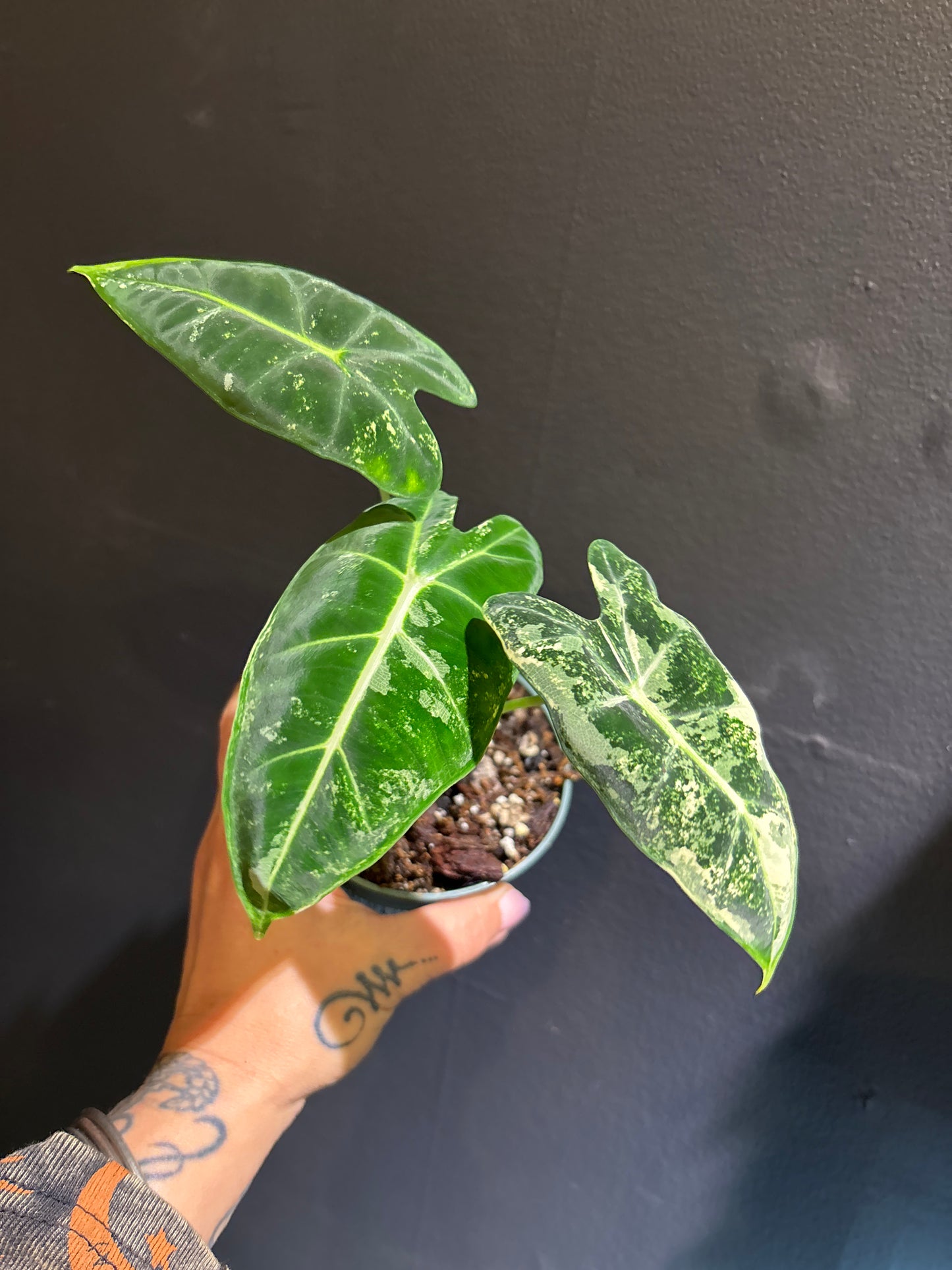 Alocasia Frydek Variegated - Rare