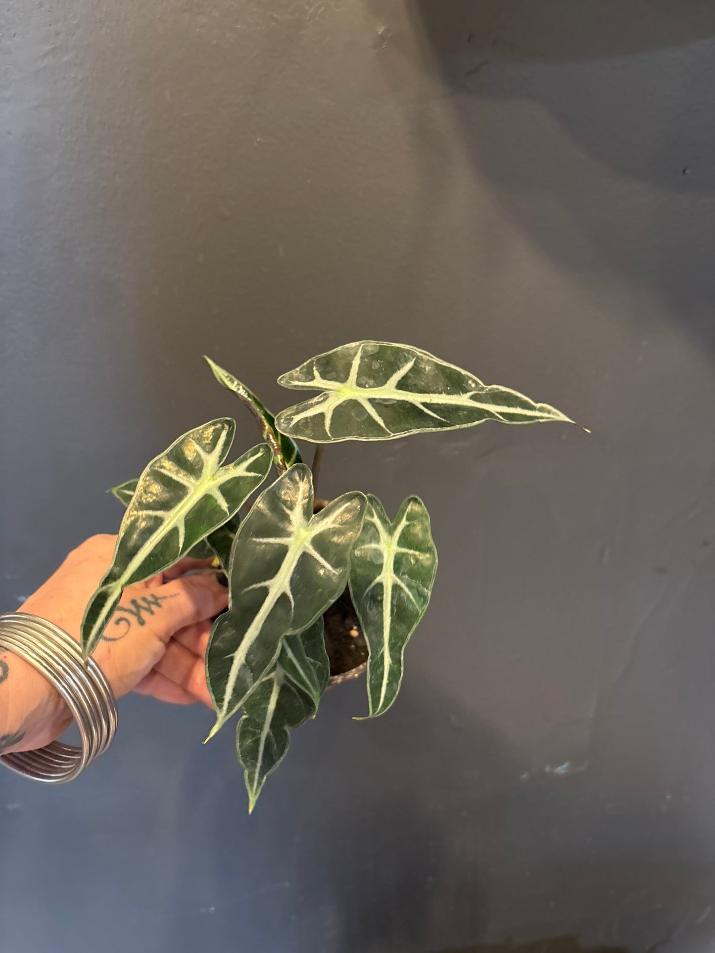 Alocasia Bambino